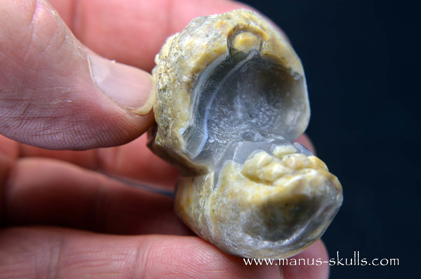 TNT-bed Thunderegg Evolian #04