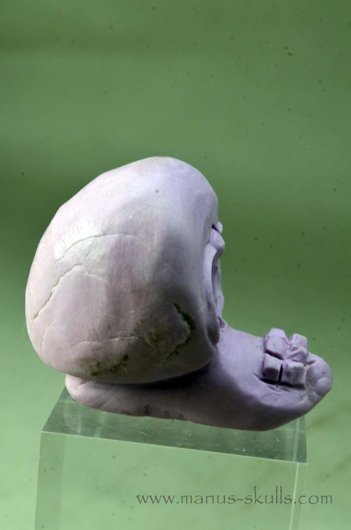 Phosphosiderite Evolian Skull #05