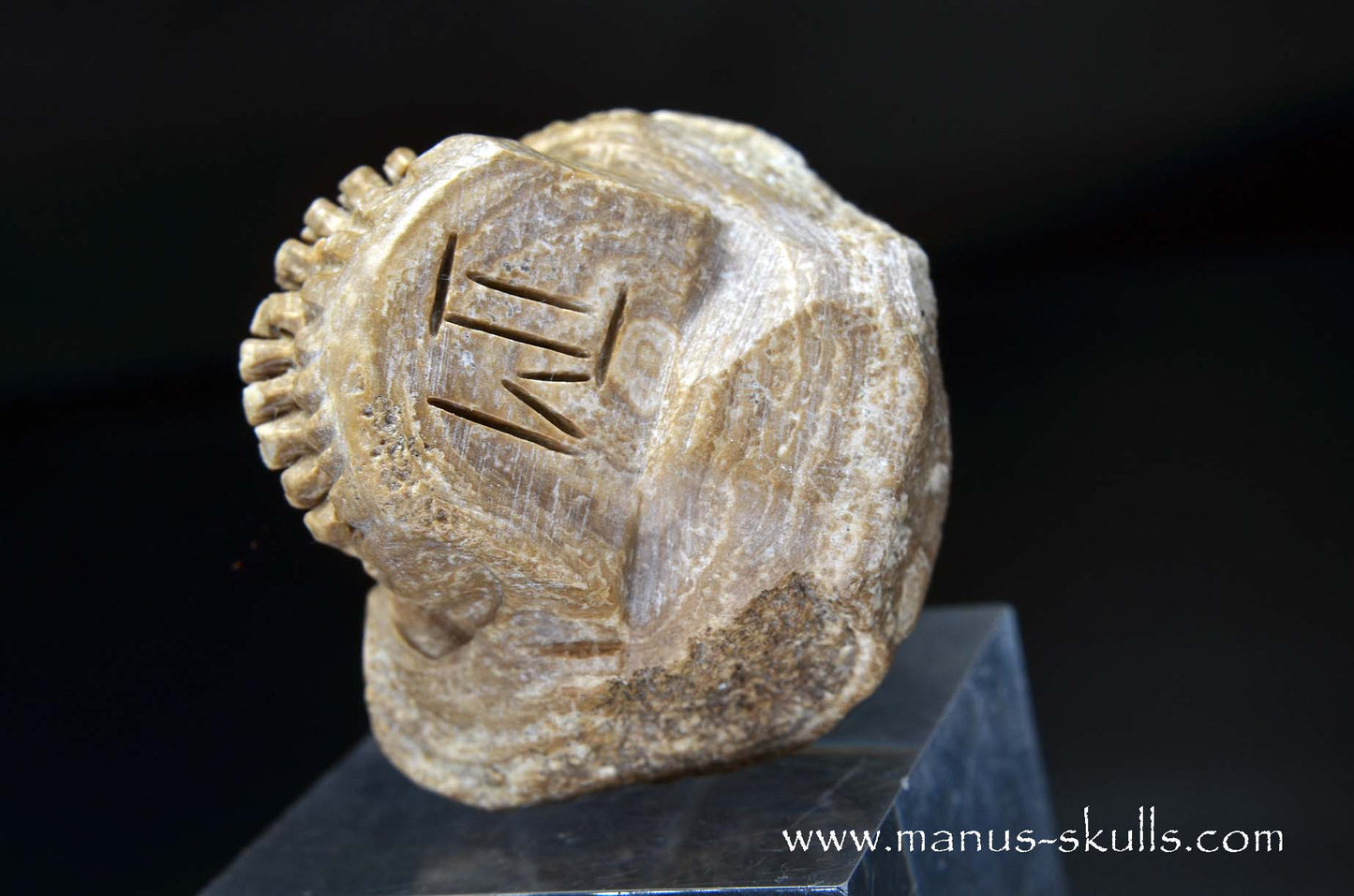 Aragonite Nodul Skull