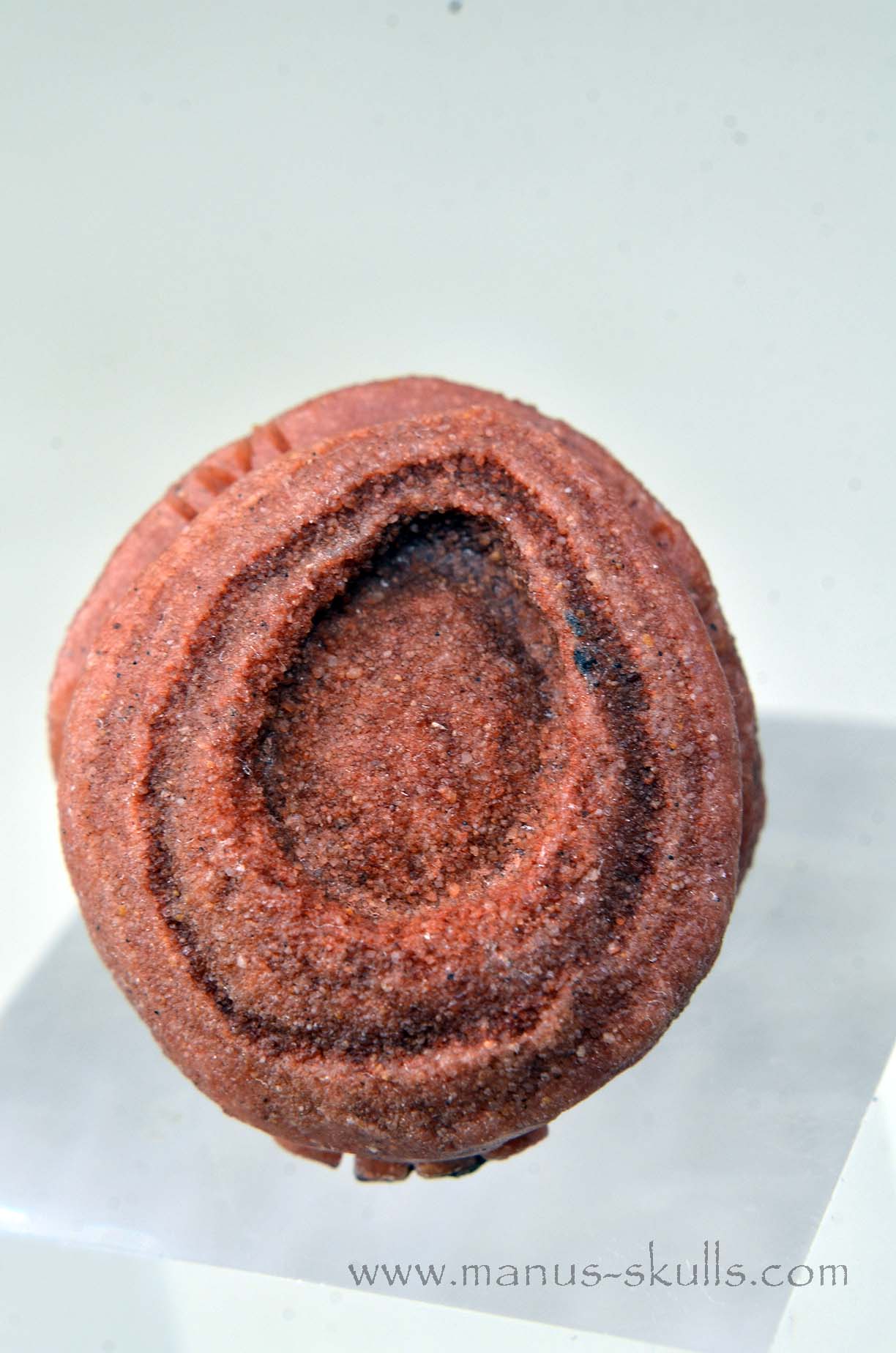 Oncolite EVOLIAN #05 (2025)