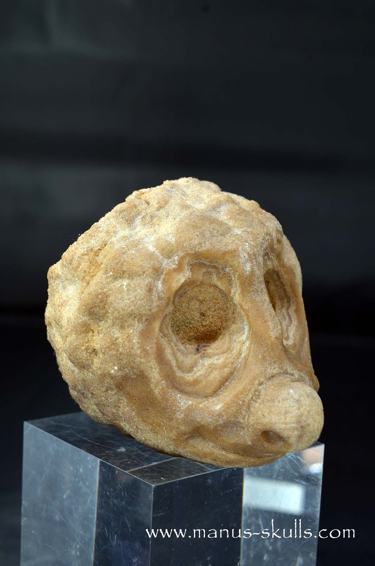 Stromatolite ~ Oncolite Character Skull