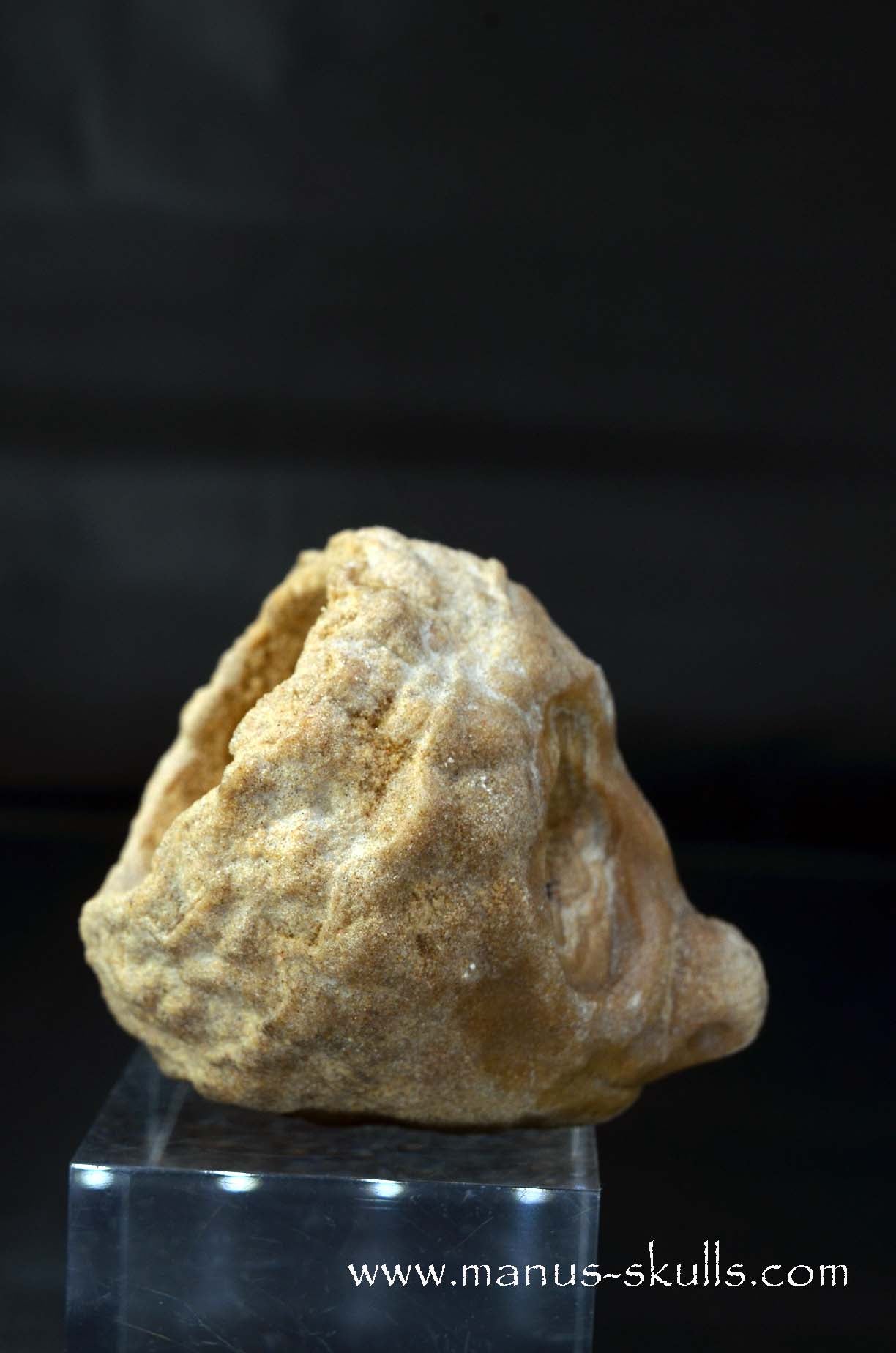 Stromatolite ~ Oncolite Character Skull