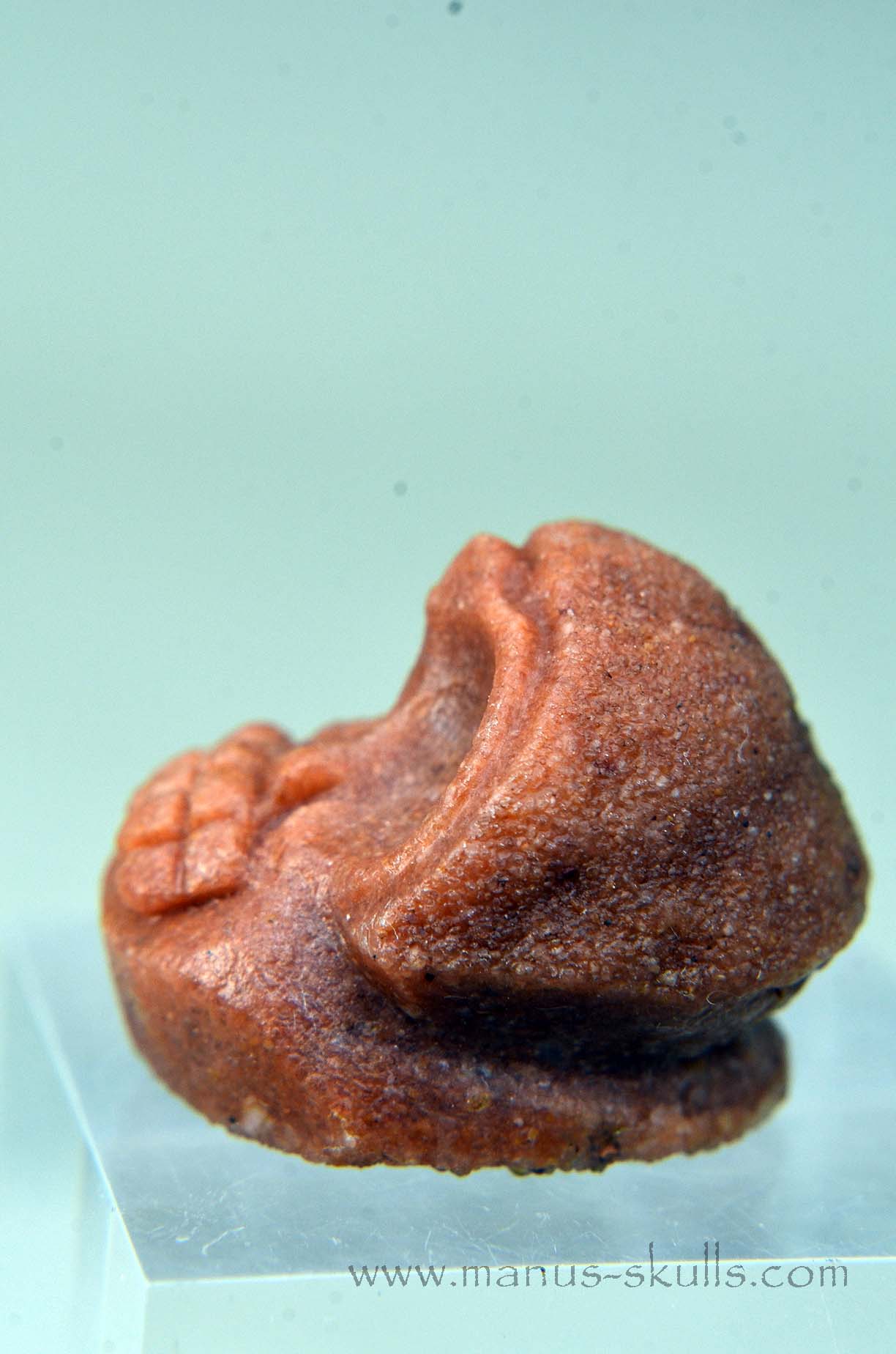 Manus skulls unique Crystal Carvings handmade skulls dragons pendants preseli bluestone tribals spiritual meaning wand Unicorn .. Stromatolite Oncolite Evolian 2025 Ivolian