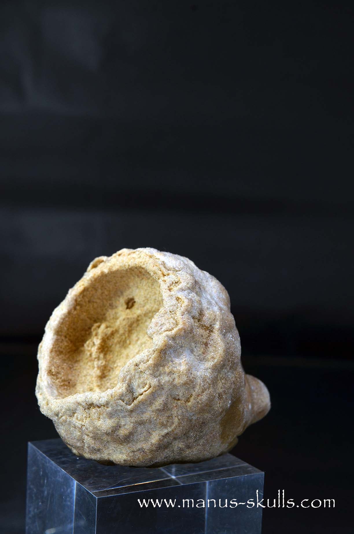 Stromatolite ~ Oncolite Character Skull