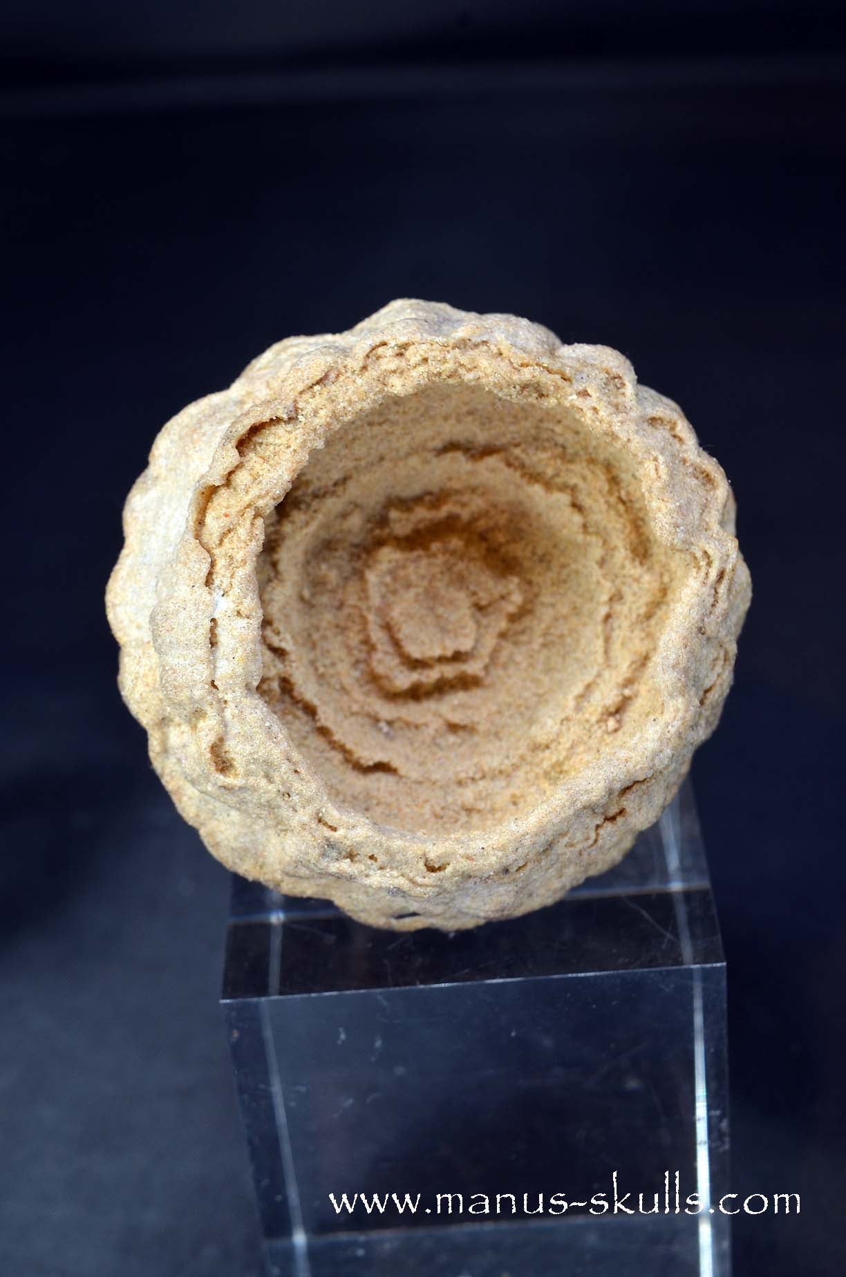 Stromatolite ~ Oncolite Character Skull