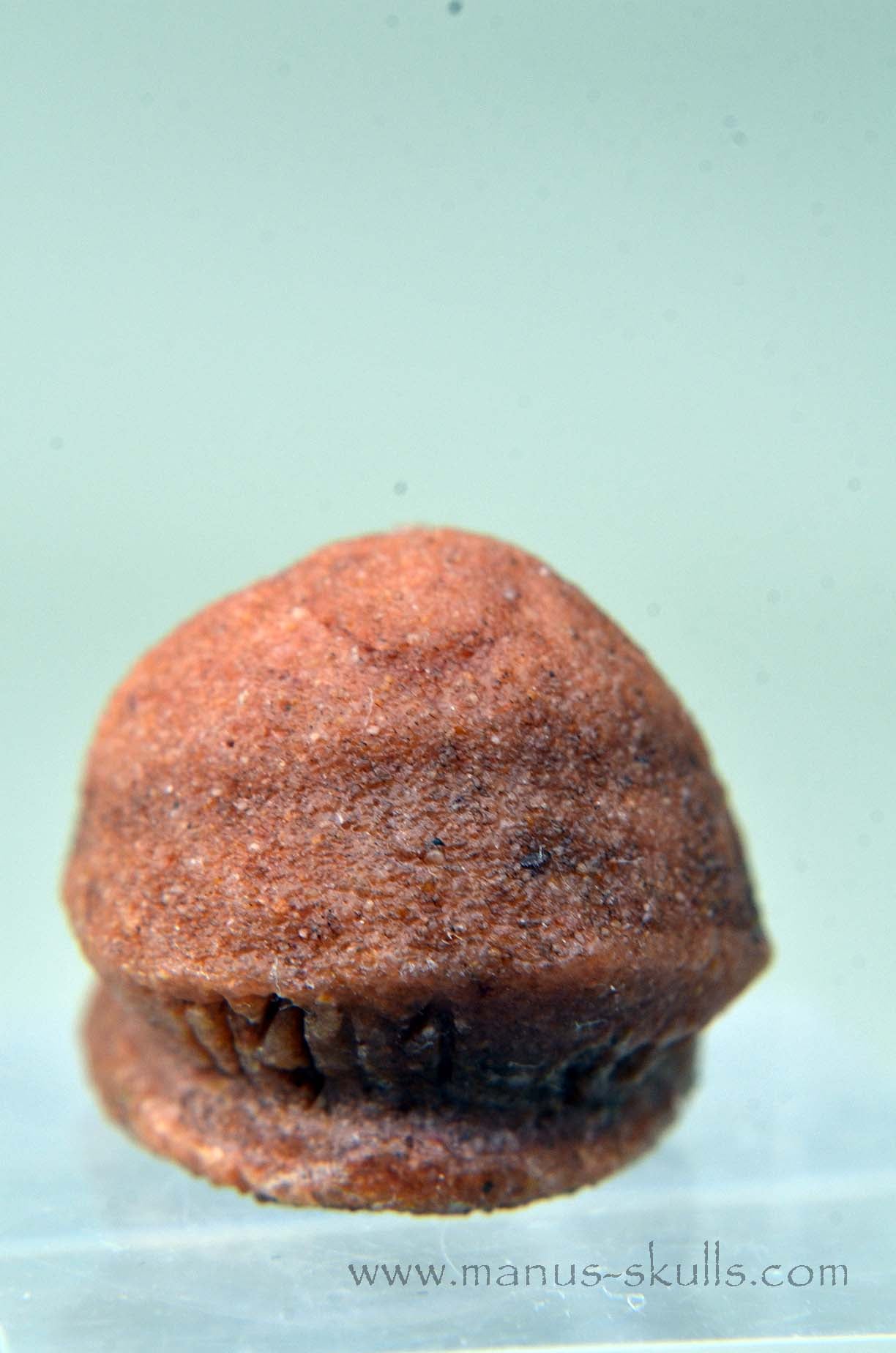 Oncolite EVOLIAN #06 (2025)