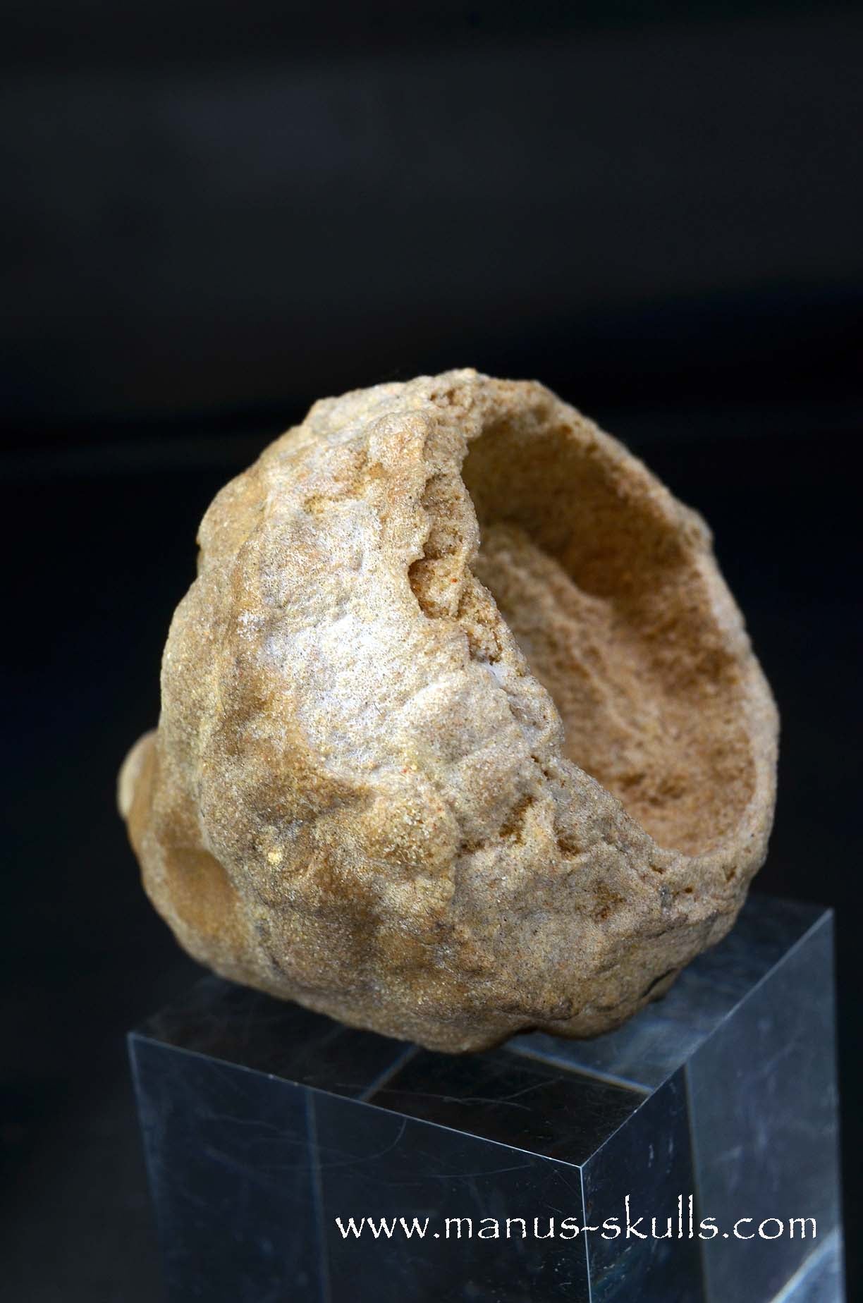 Stromatolite ~ Oncolite Character Skull