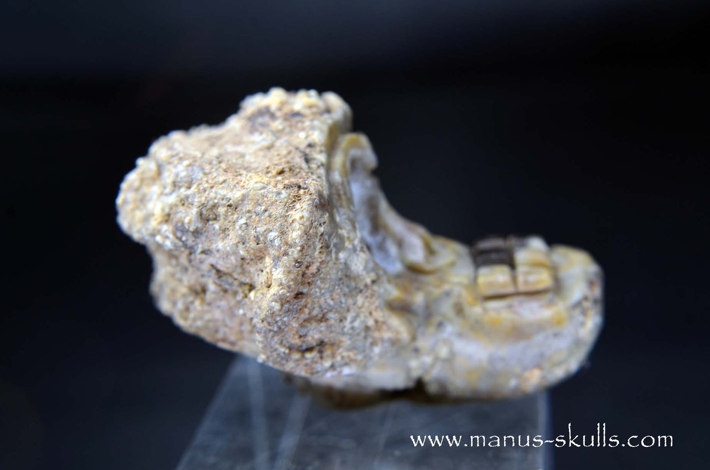 TNT-bed Thunderegg Evolian #05