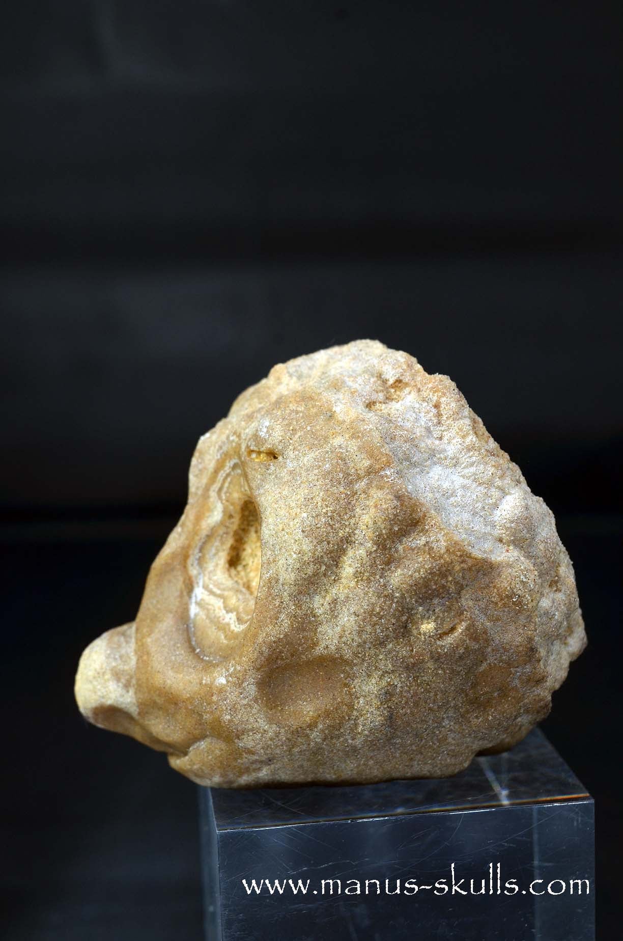 Stromatolite ~ Oncolite Character Skull