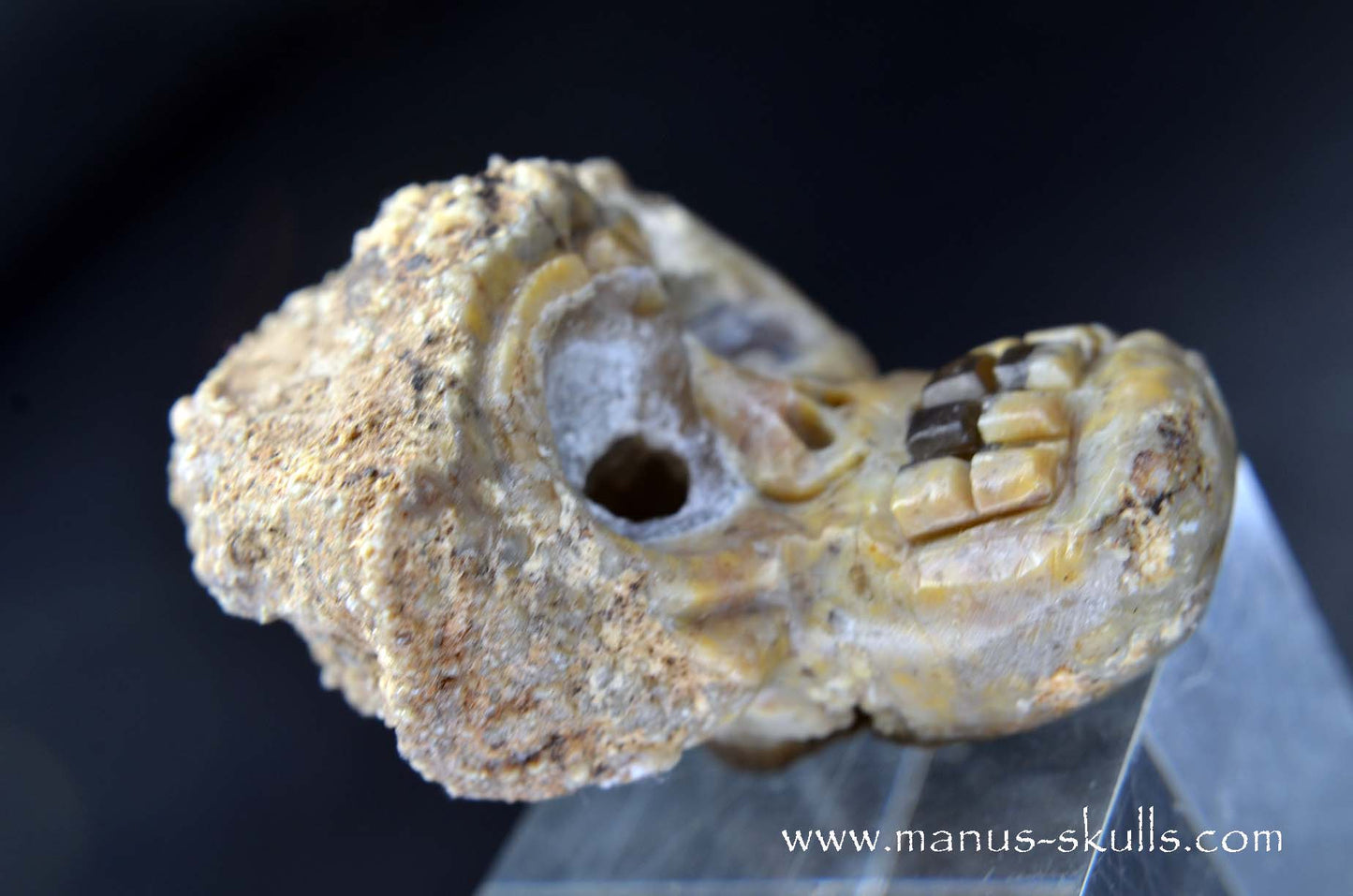 TNT-bed Thunderegg Evolian #05