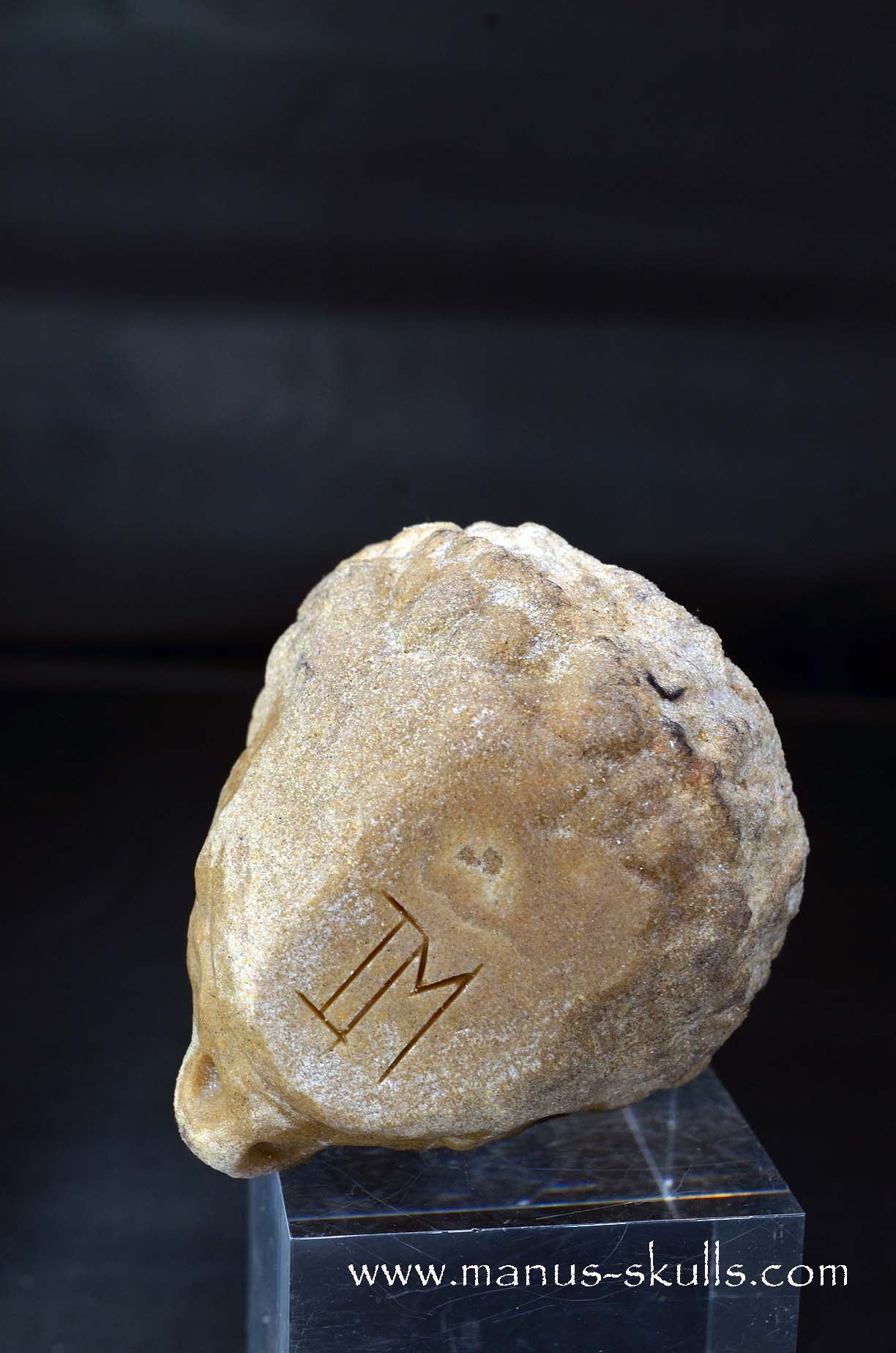 Stromatolite ~ Oncolite Character Skull