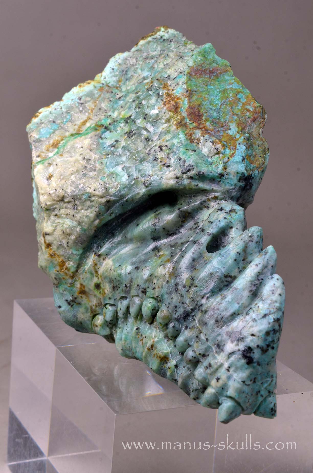 Turquois Manus Dragon