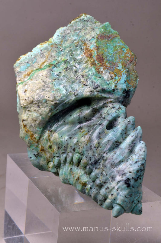 Turquois Manus Dragon