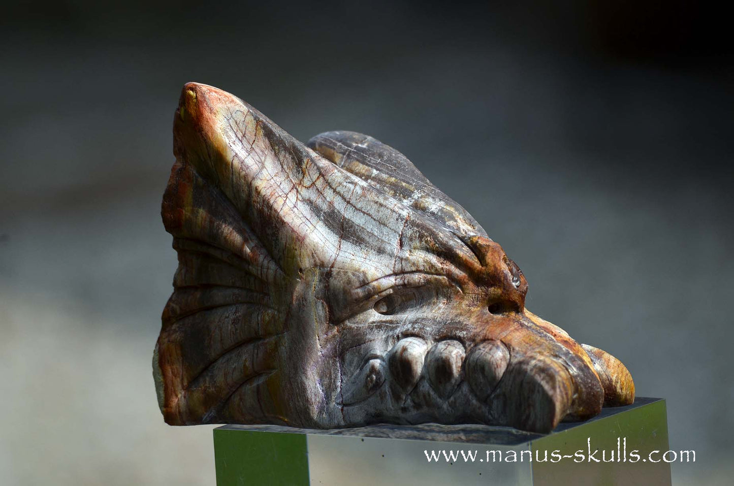 Petrified wood Dragon