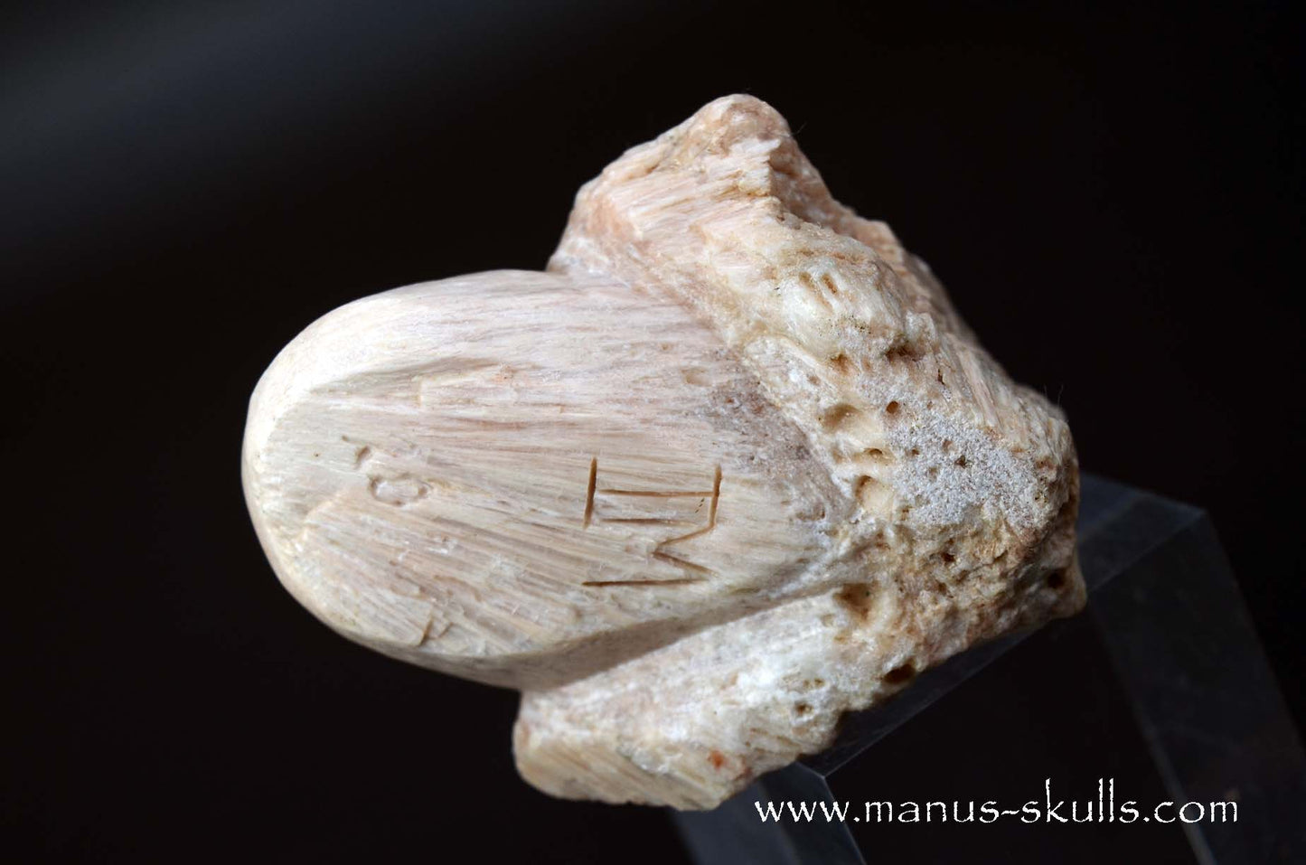 Scolecite Evolian Skull #05