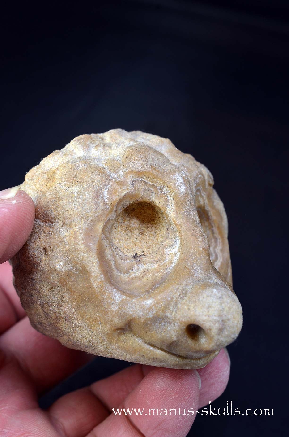 Stromatolite ~ Oncolite Character Skull