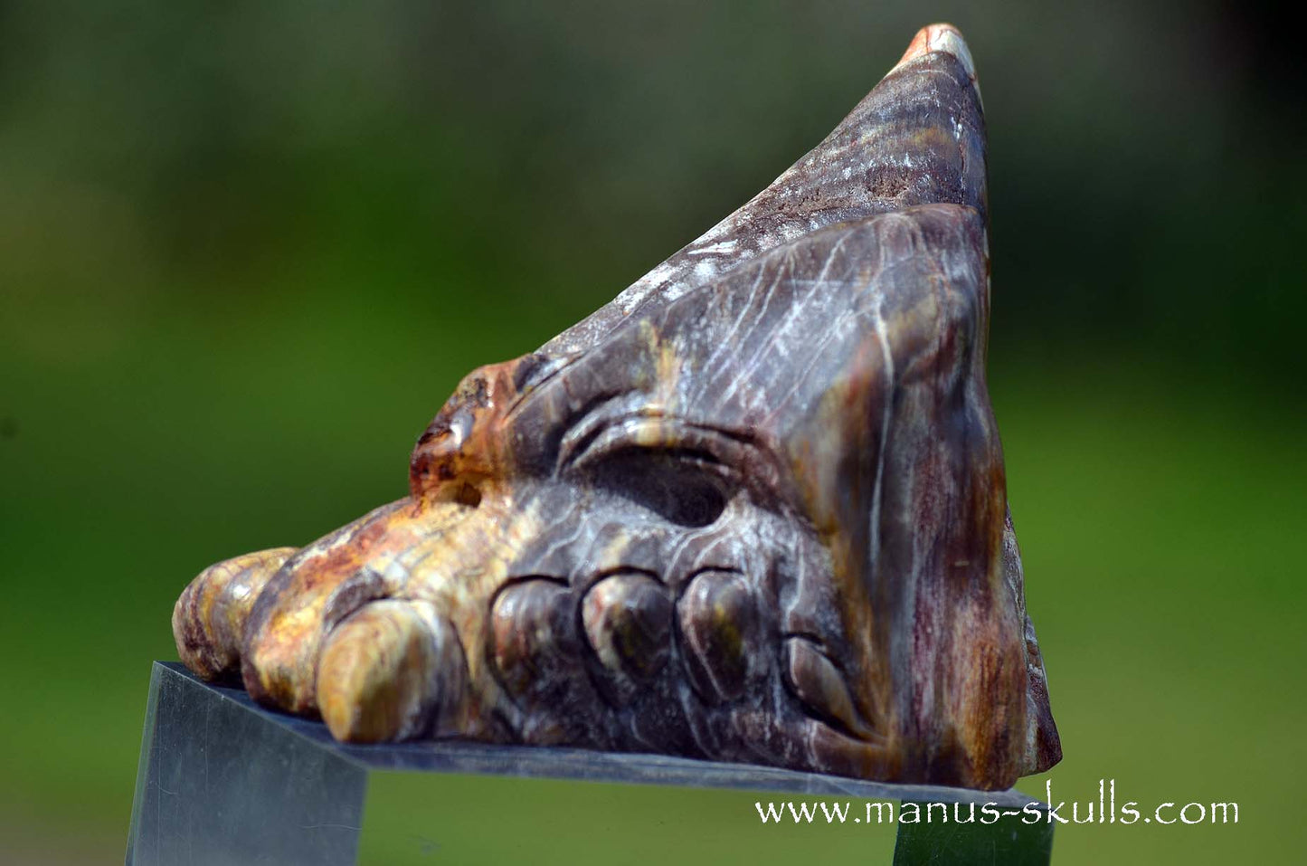 Petrified wood Dragon
