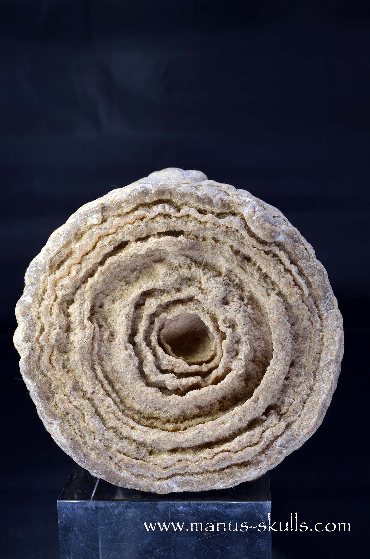 Large Stromatolite ~ Oncolite Character Skull