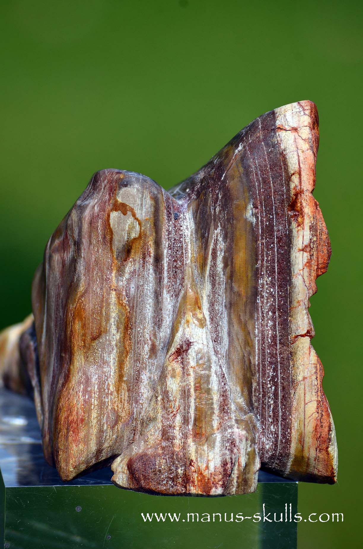 Petrified wood Dragon