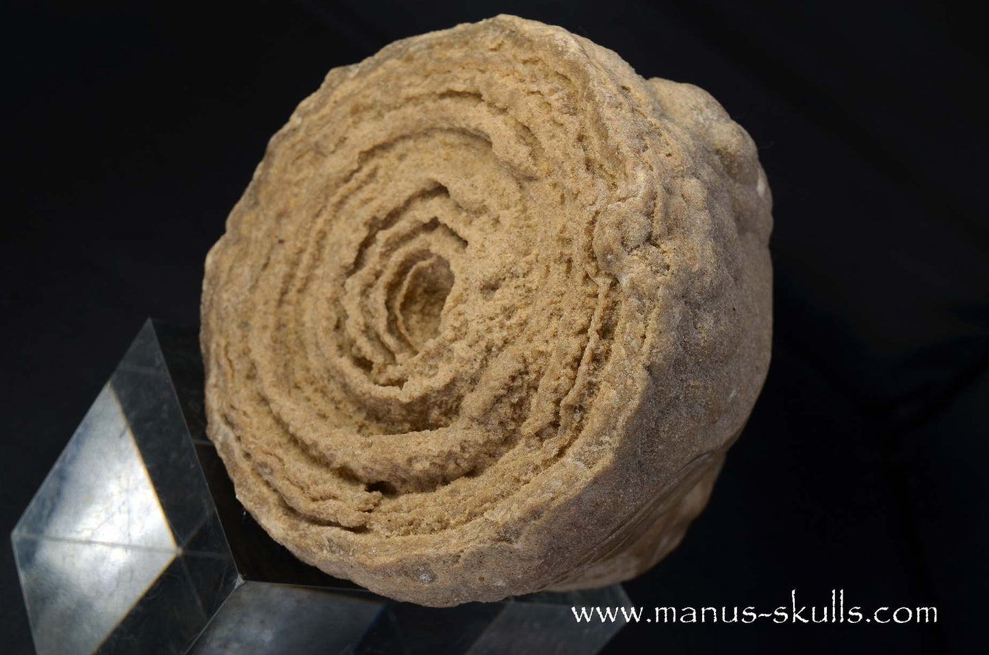 Large Stromatolite ~ Oncolite Character Skull