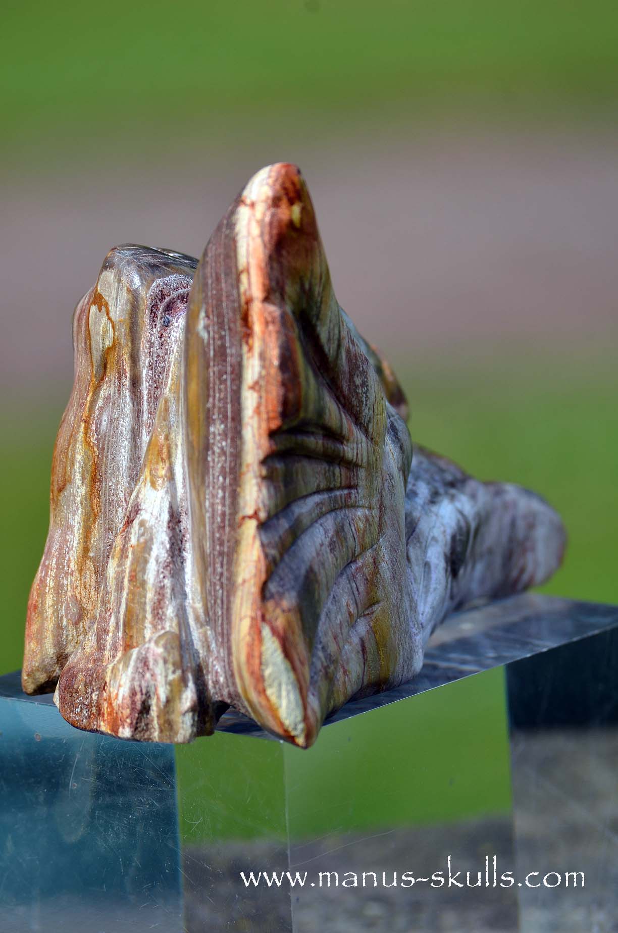 Petrified wood Dragon