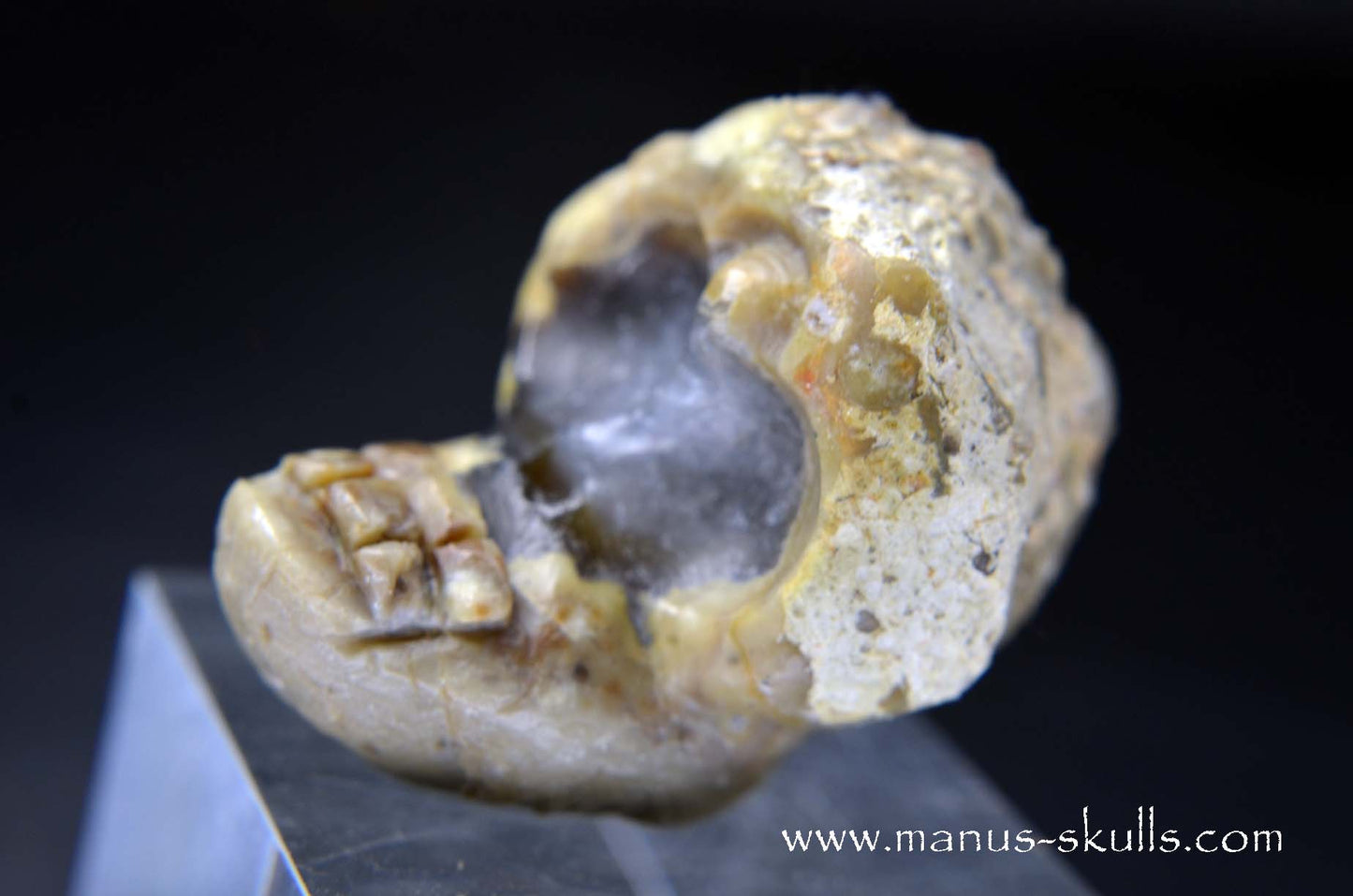 TNT-bed Thunderegg Evolian #01