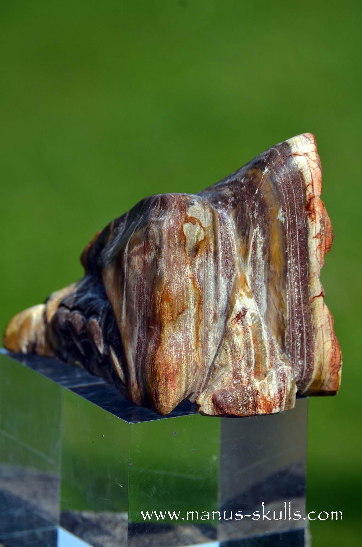 Petrified wood Dragon