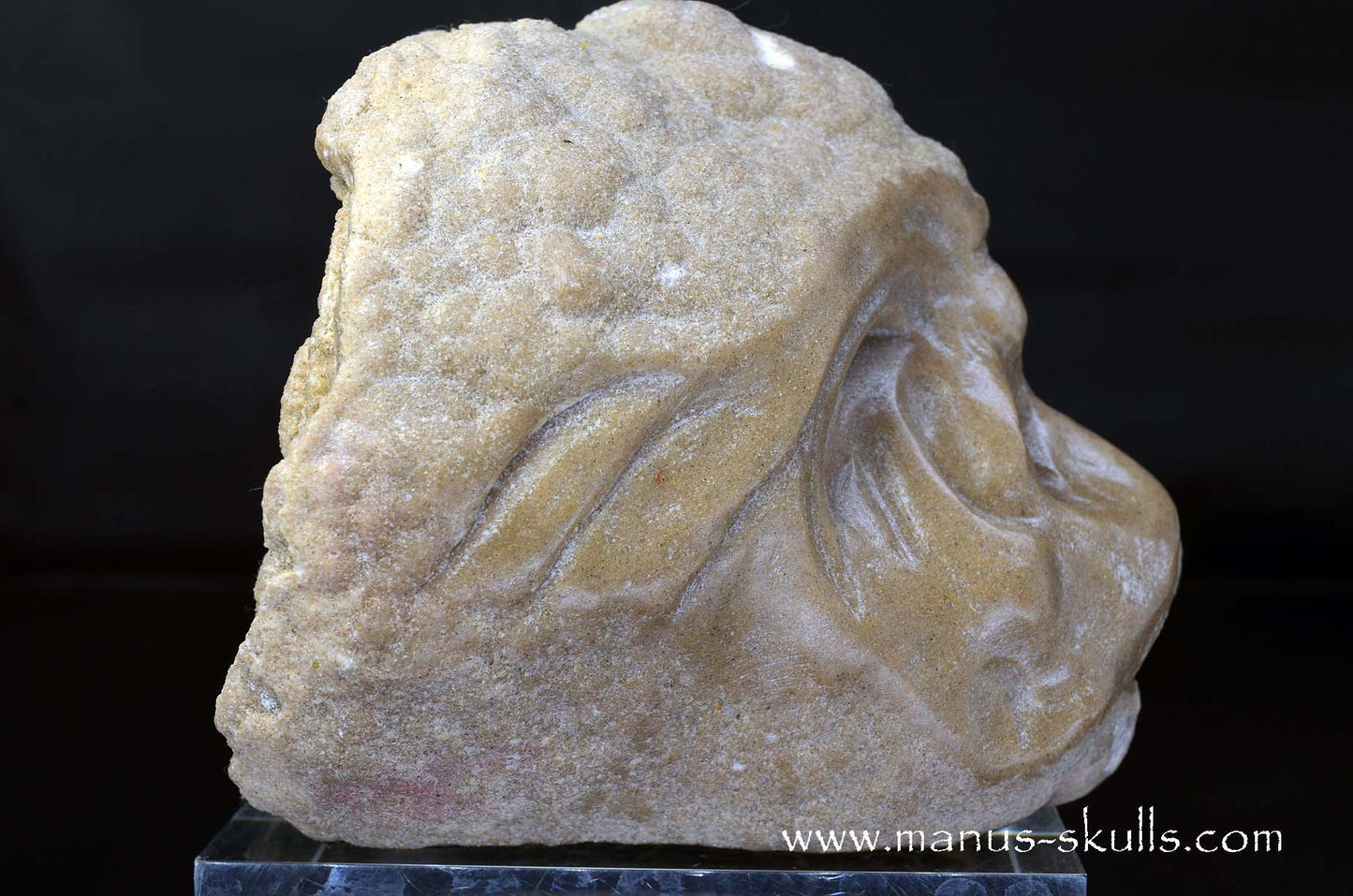 Large Stromatolite ~ Oncolite Character Skull