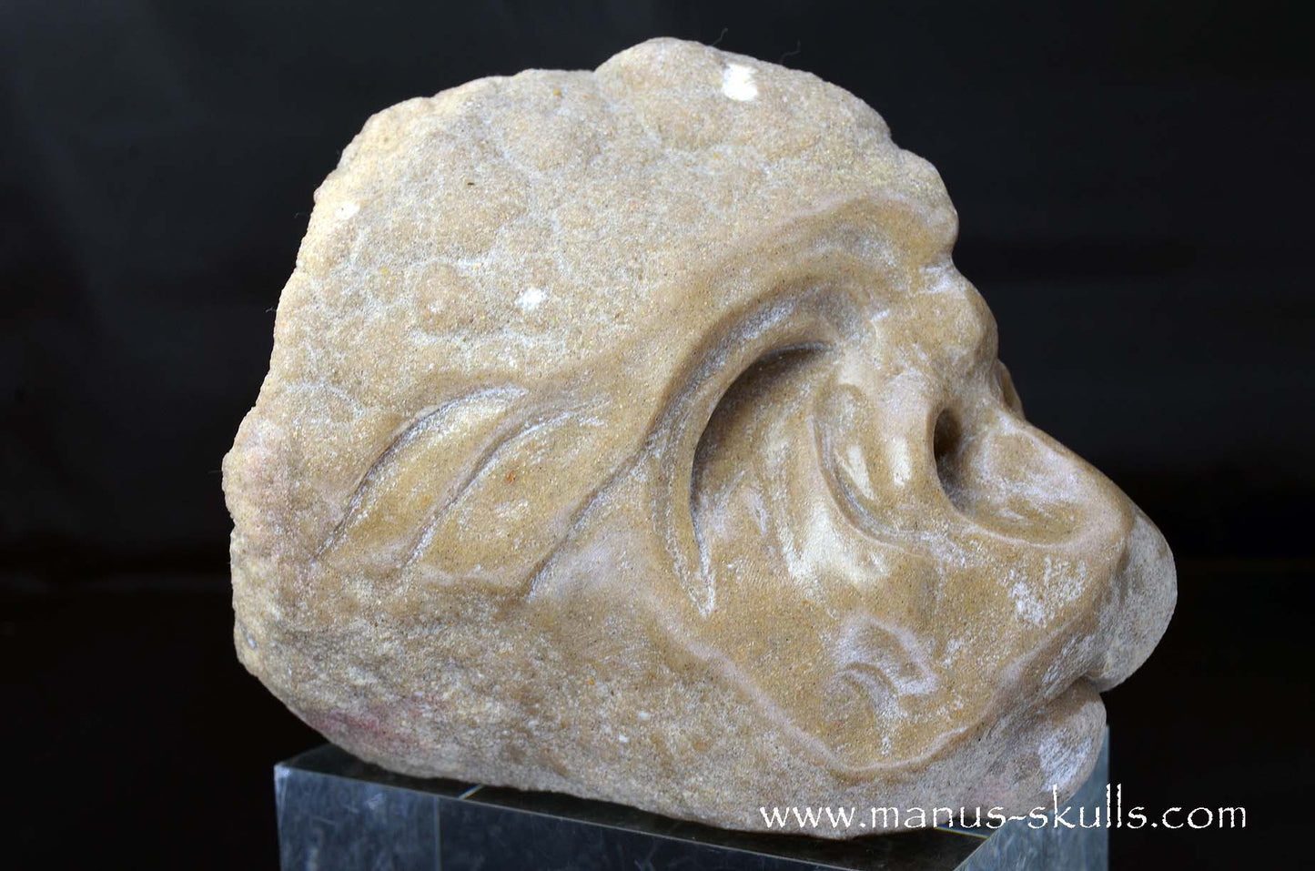 Large Stromatolite ~ Oncolite Character Skull