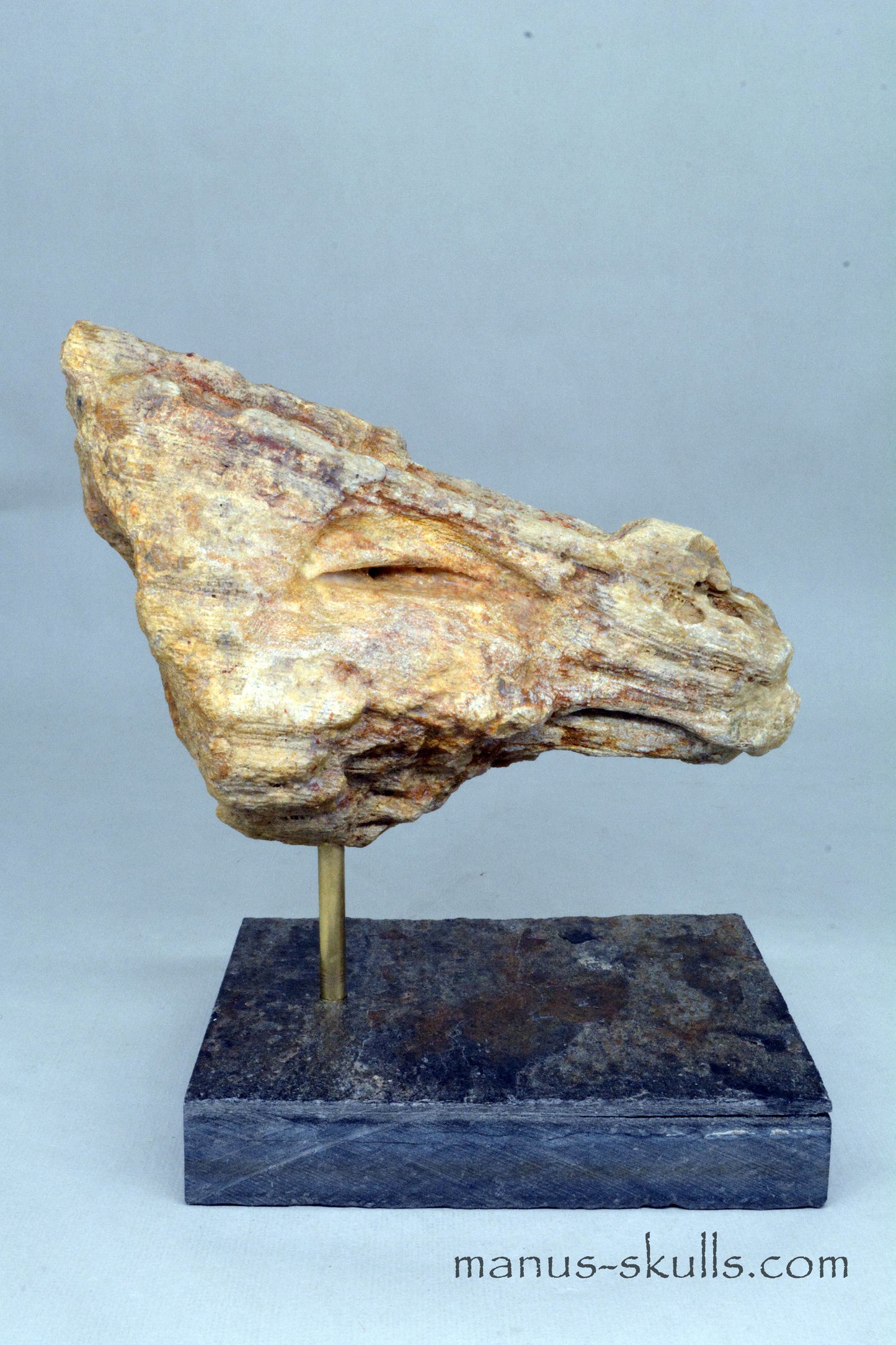 Petrified Wood Bird Skull Dragon