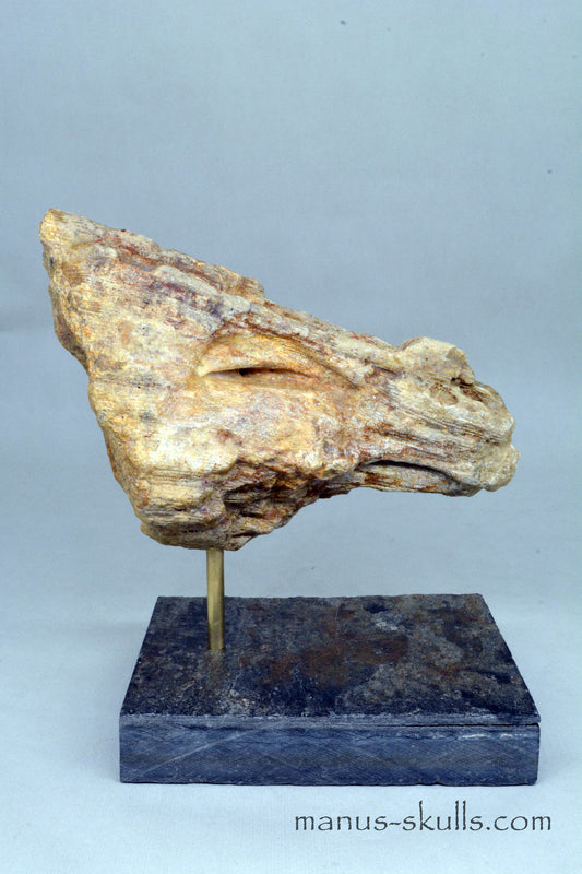 Petrified Wood Bird Skull Dragon