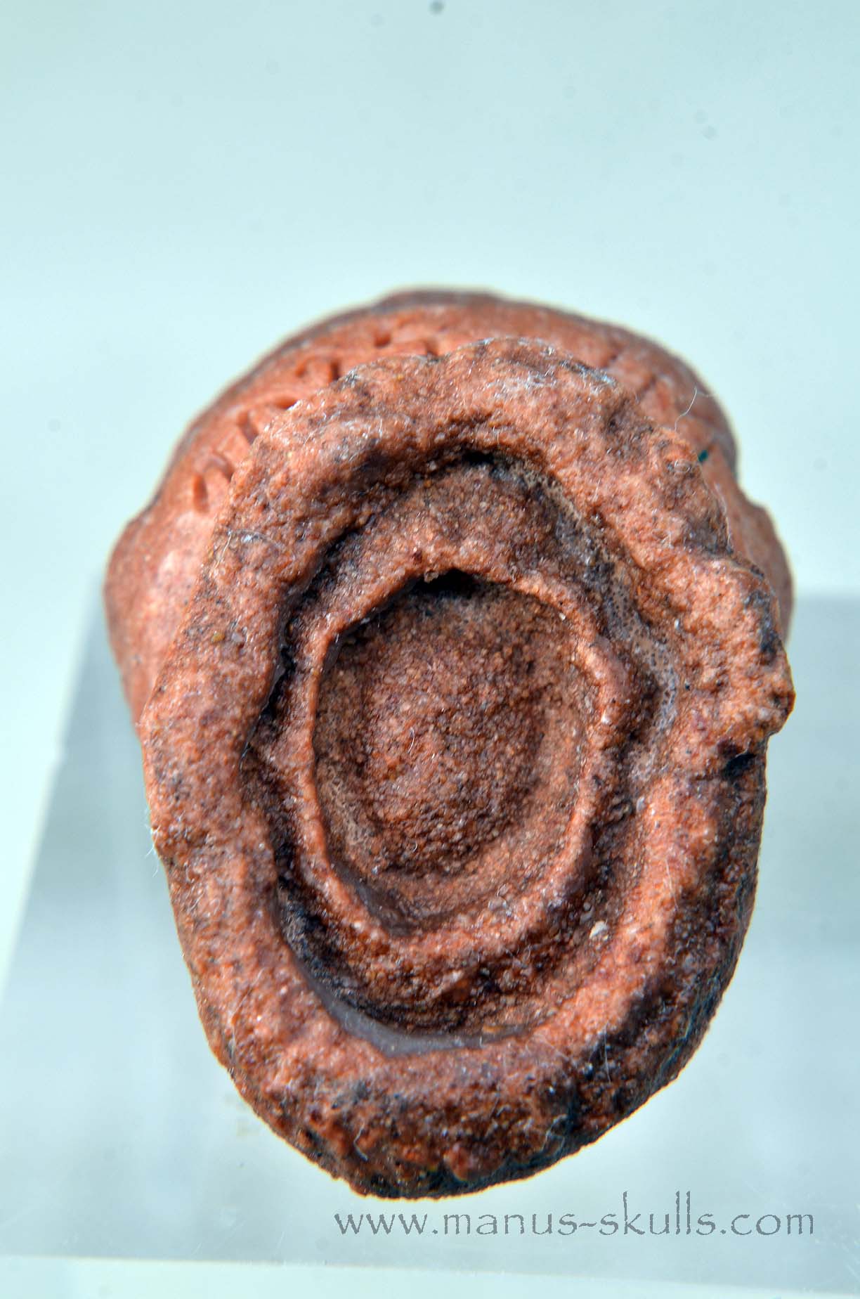 Oncolite EVOLIAN #07 (2025)