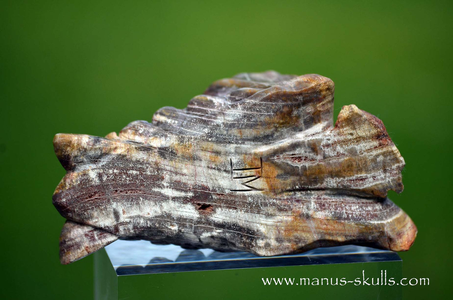 Petrified wood Dragon