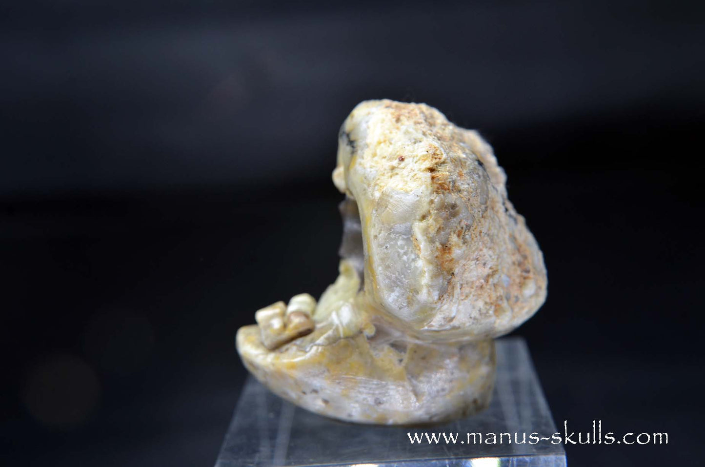 TNT-bed Thunderegg Evolian #06