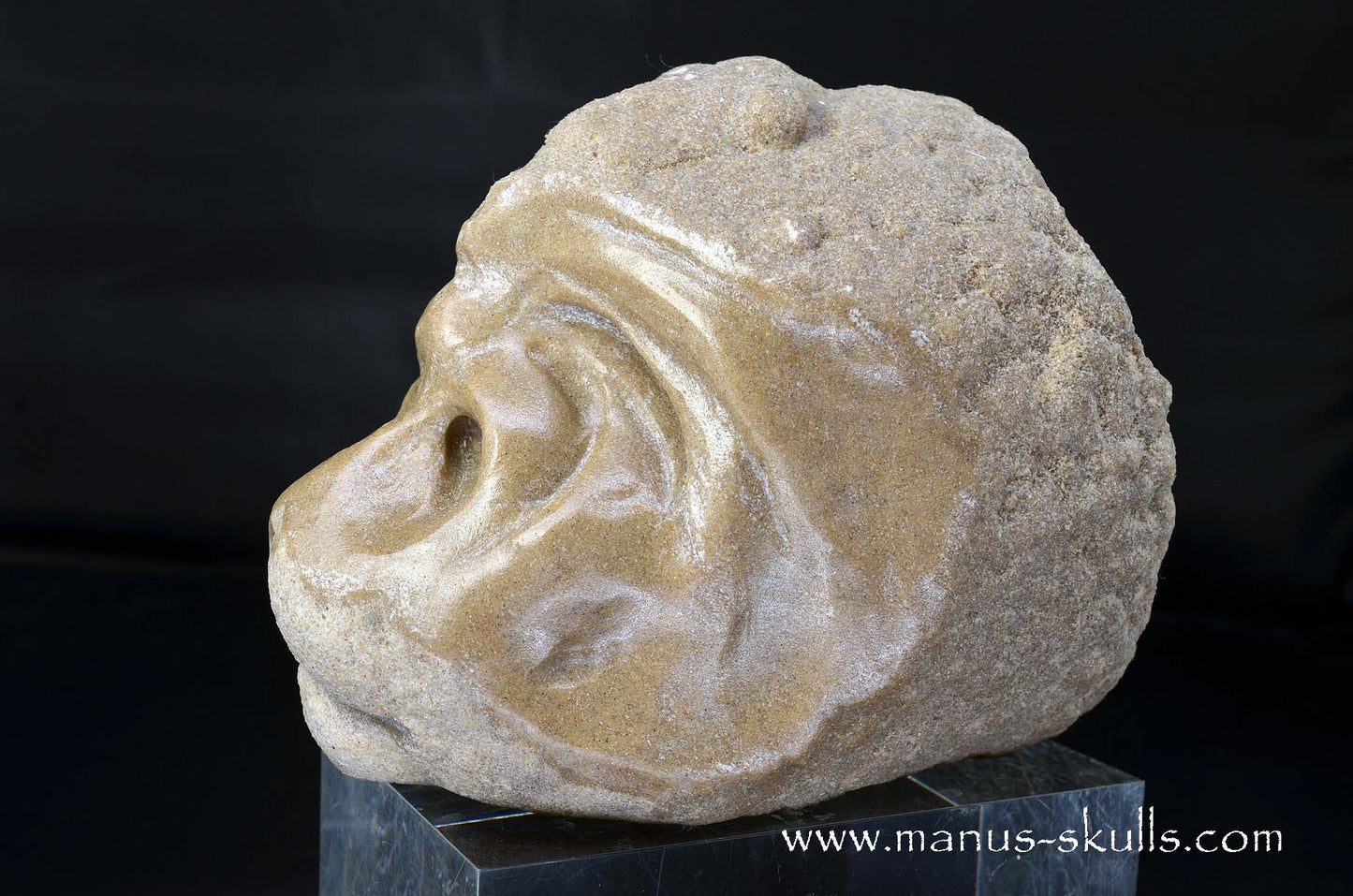 Large Stromatolite ~ Oncolite Character Skull