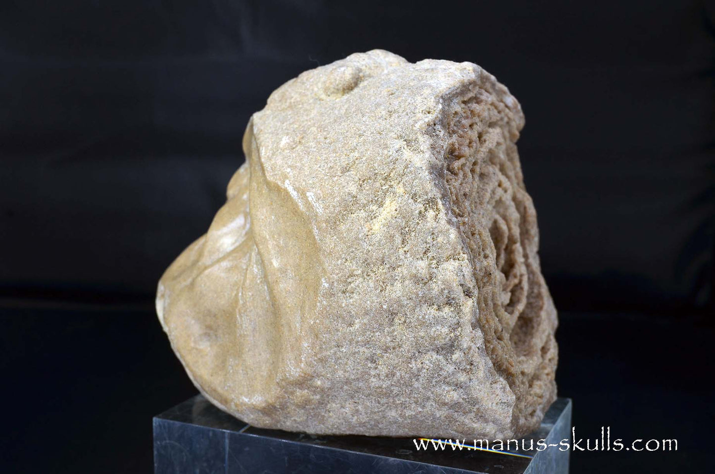 Large Stromatolite ~ Oncolite Character Skull