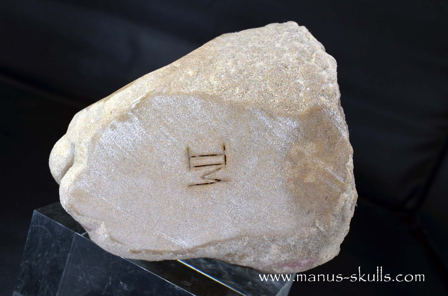 Large Stromatolite ~ Oncolite Character Skull