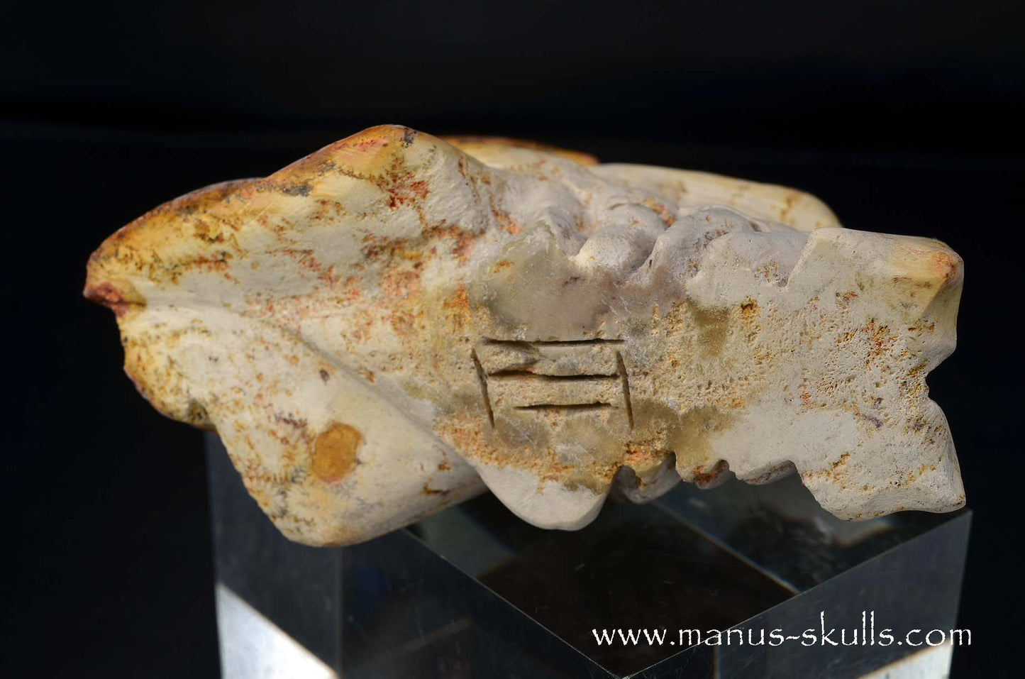 Petrified Coral Dragon
