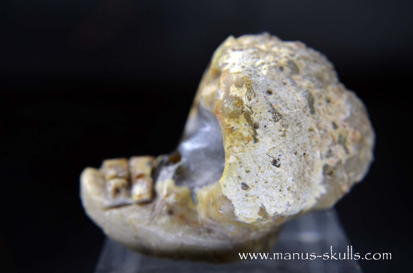 TNT-bed Thunderegg Evolian #01