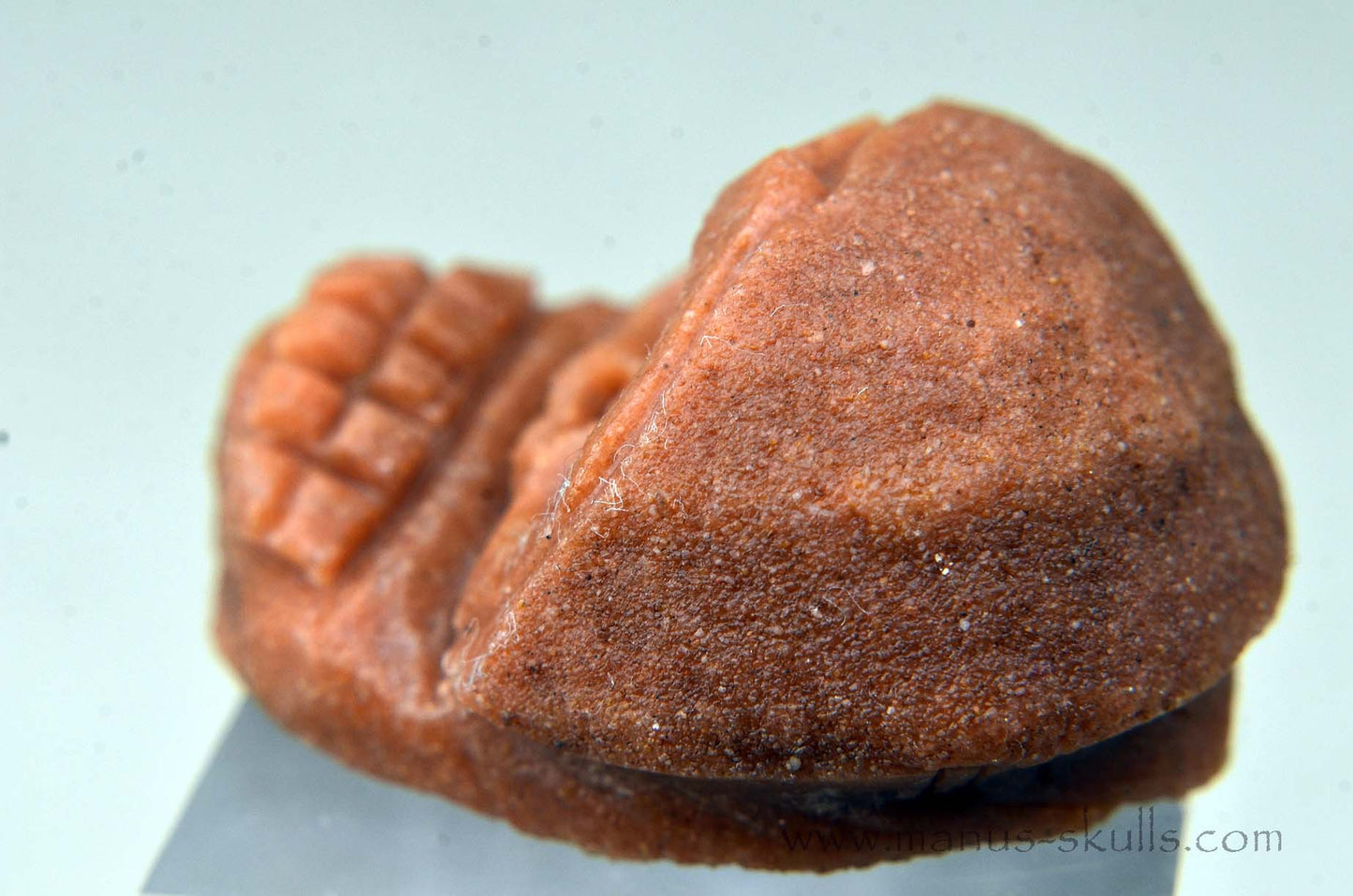 Oncolite EVOLIAN #01 (2025)