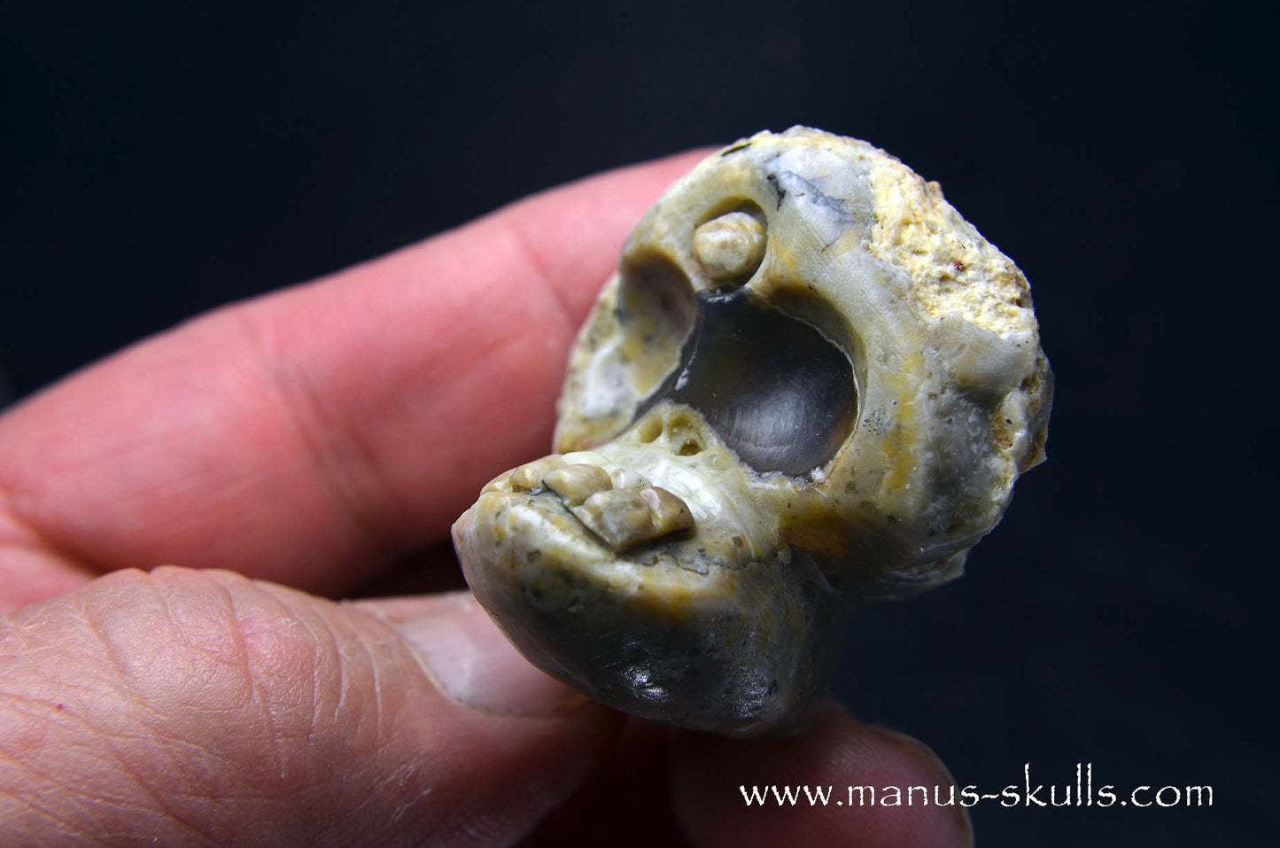 TNT-bed Thunderegg Evolian #06