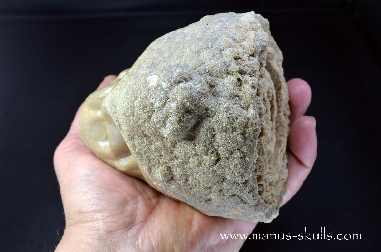 Large Stromatolite ~ Oncolite Character Skull