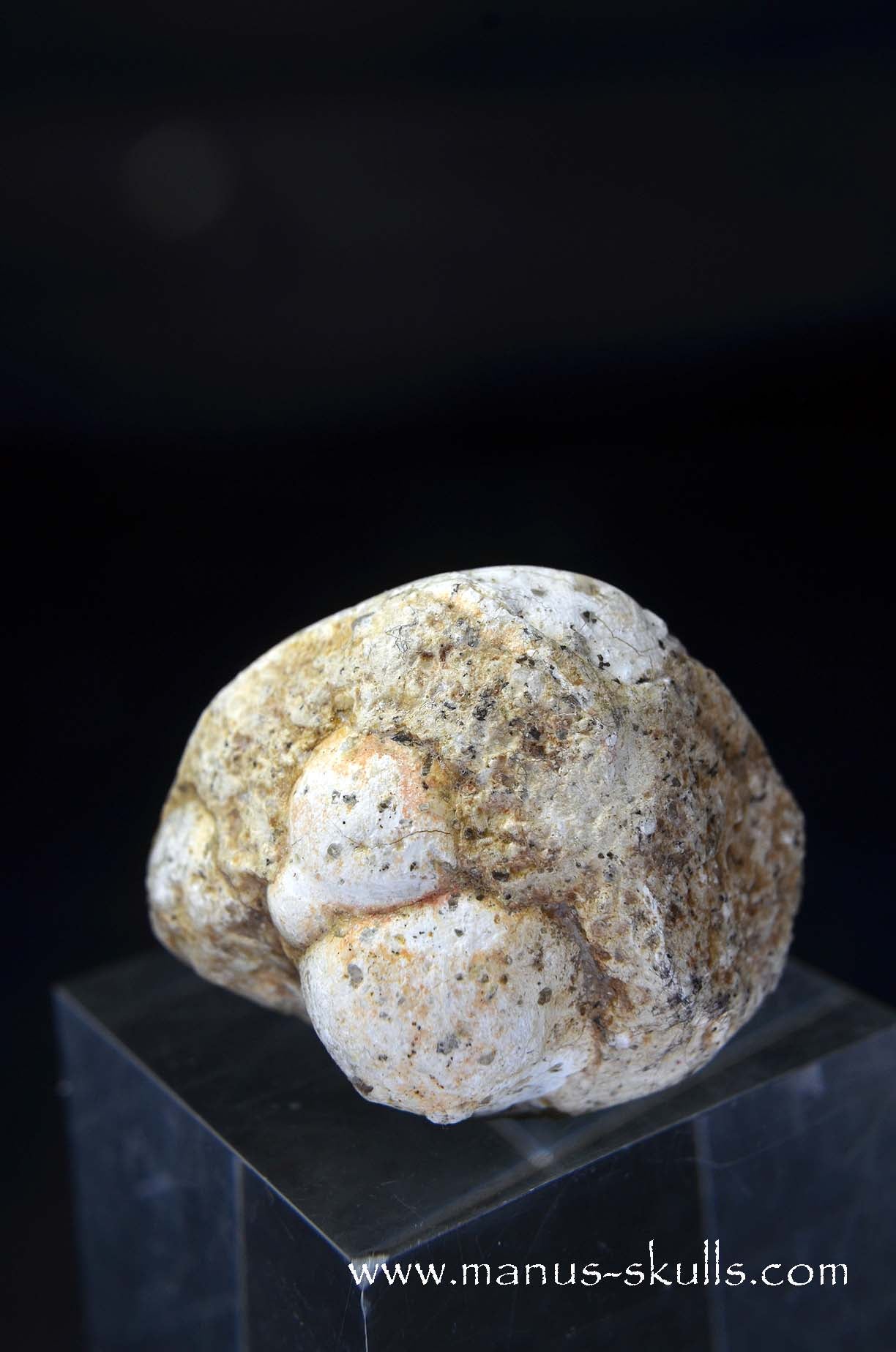 TNT-bed Thunderegg Evolian #07