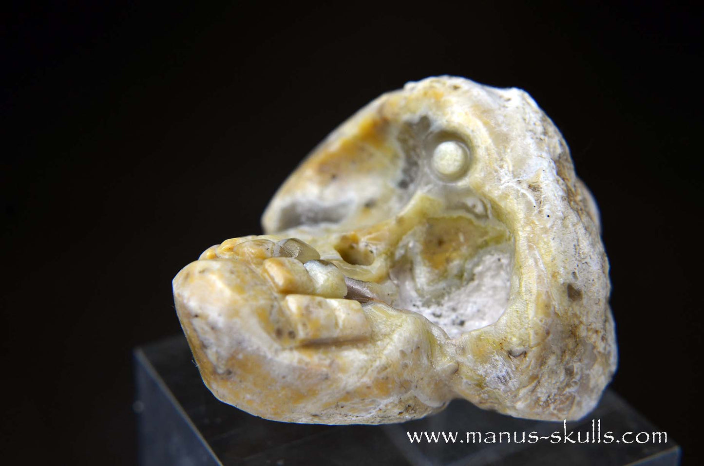 TNT-bed Thunderegg Evolian #07