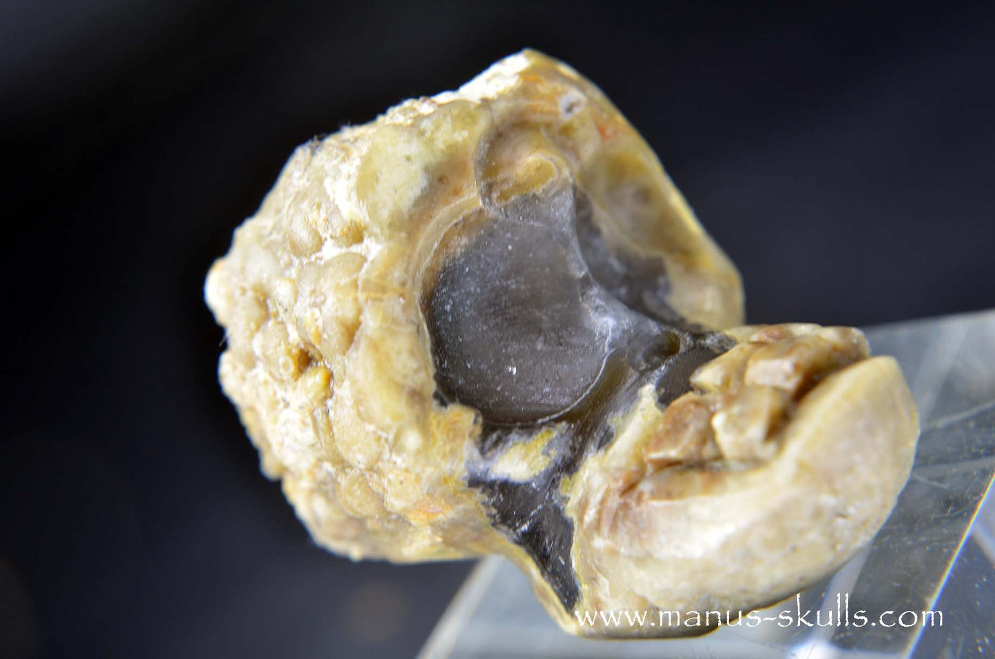 TNT-bed Thunderegg Evolian #01
