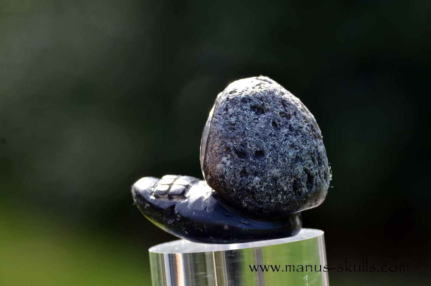 Agni Manitite Evolian #08
