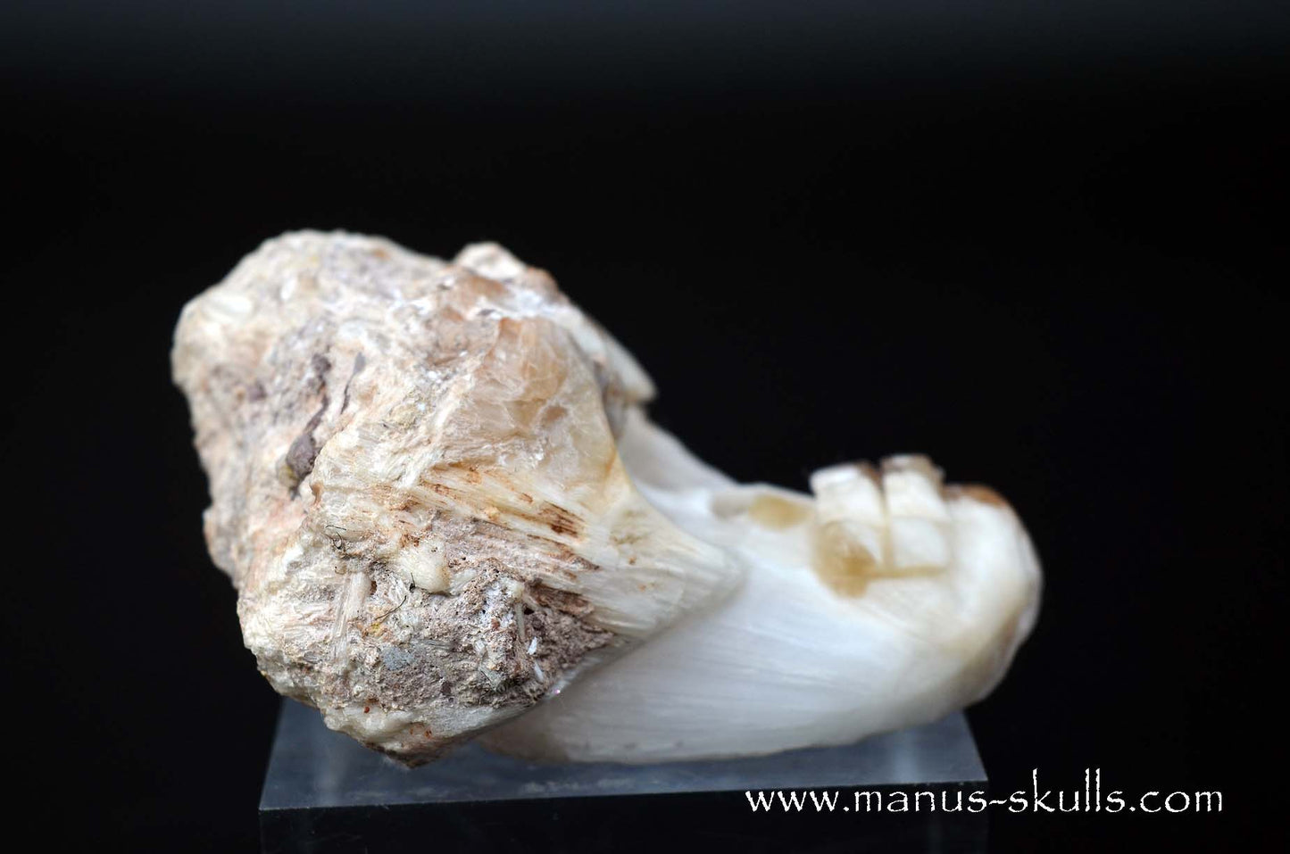 Scolecite Evolian Skull #08