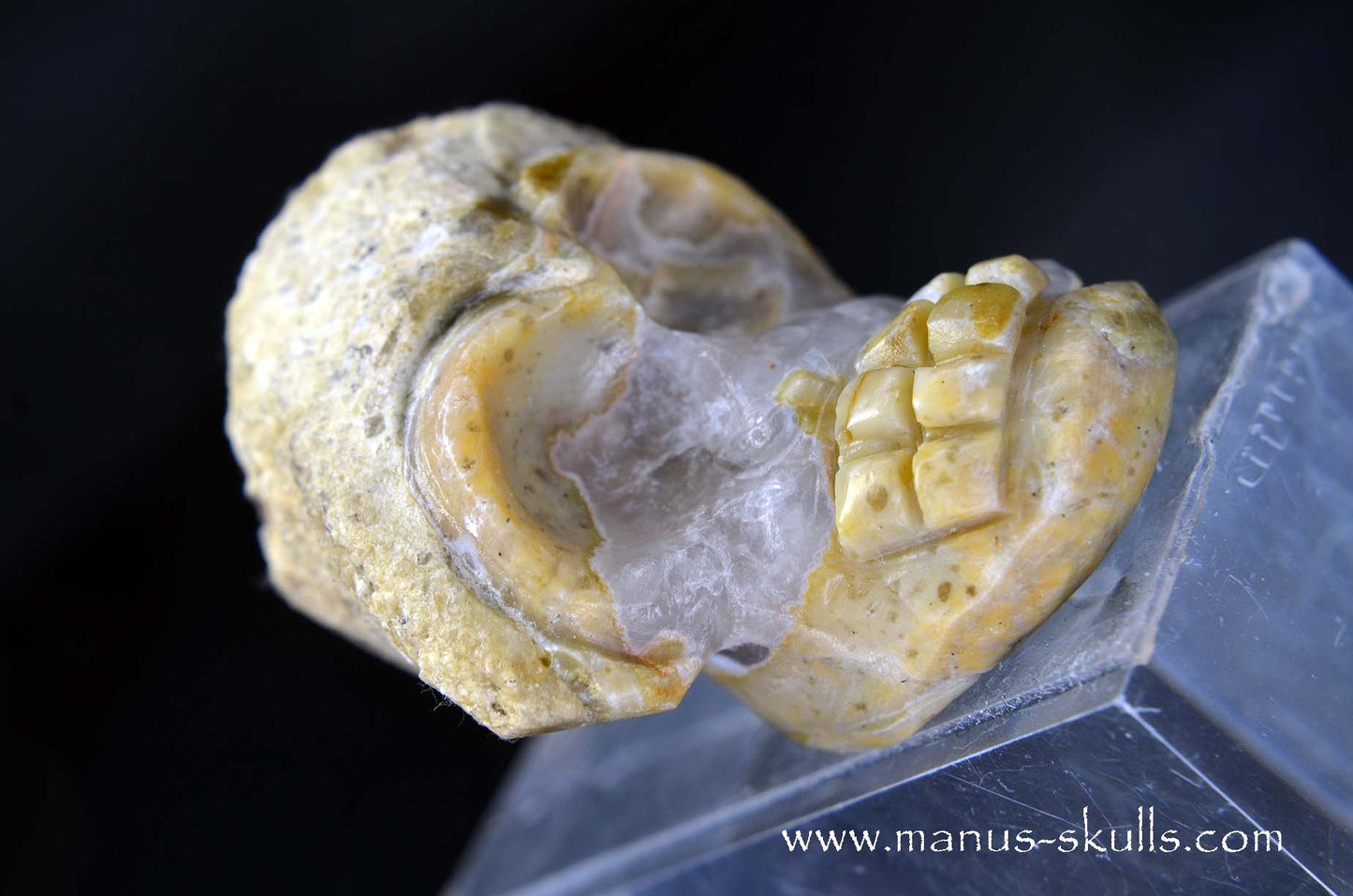 TNT-bed Thunderegg Evolian #08