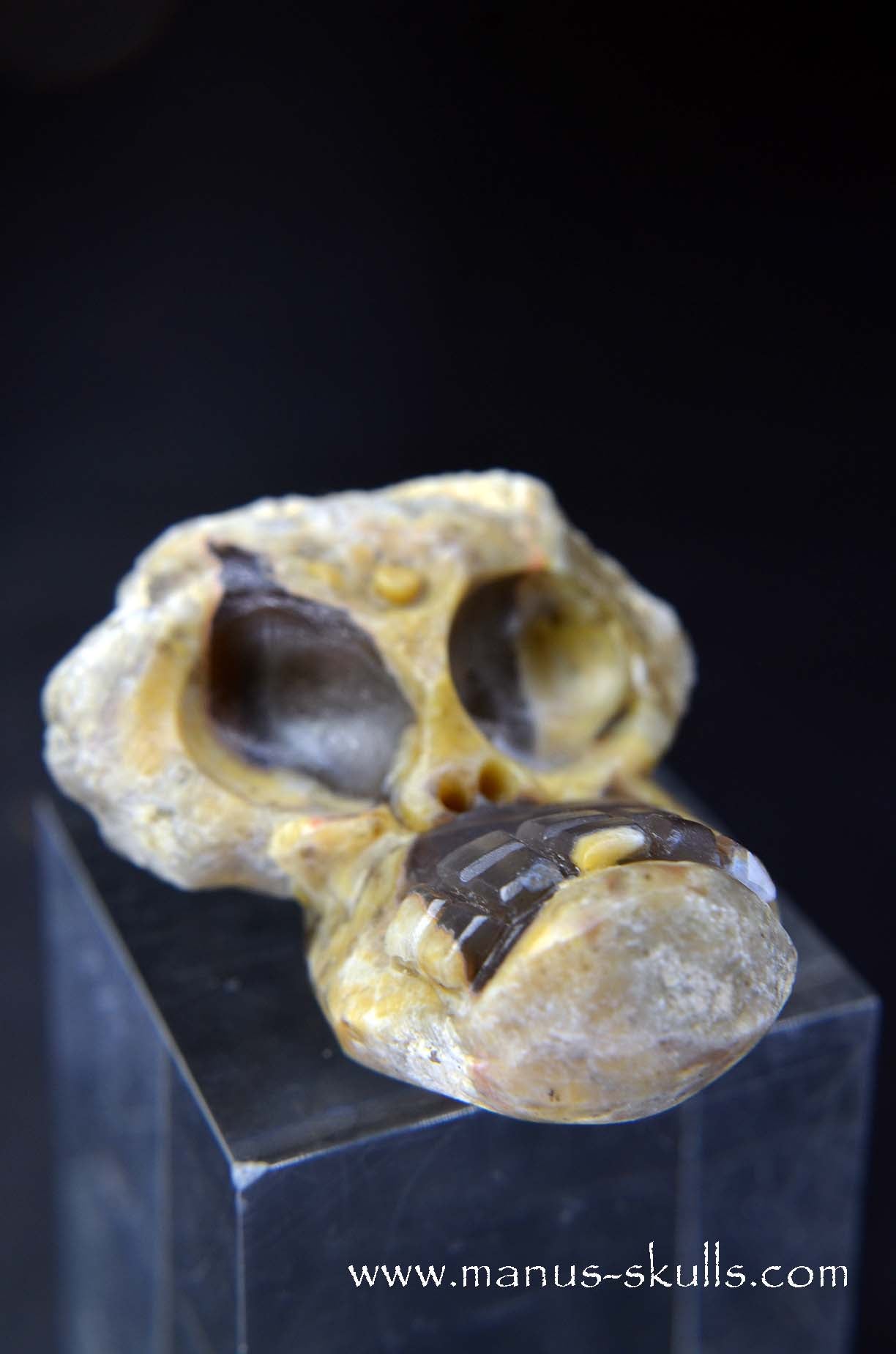 TNT-bed Thunderegg Evolian #09
