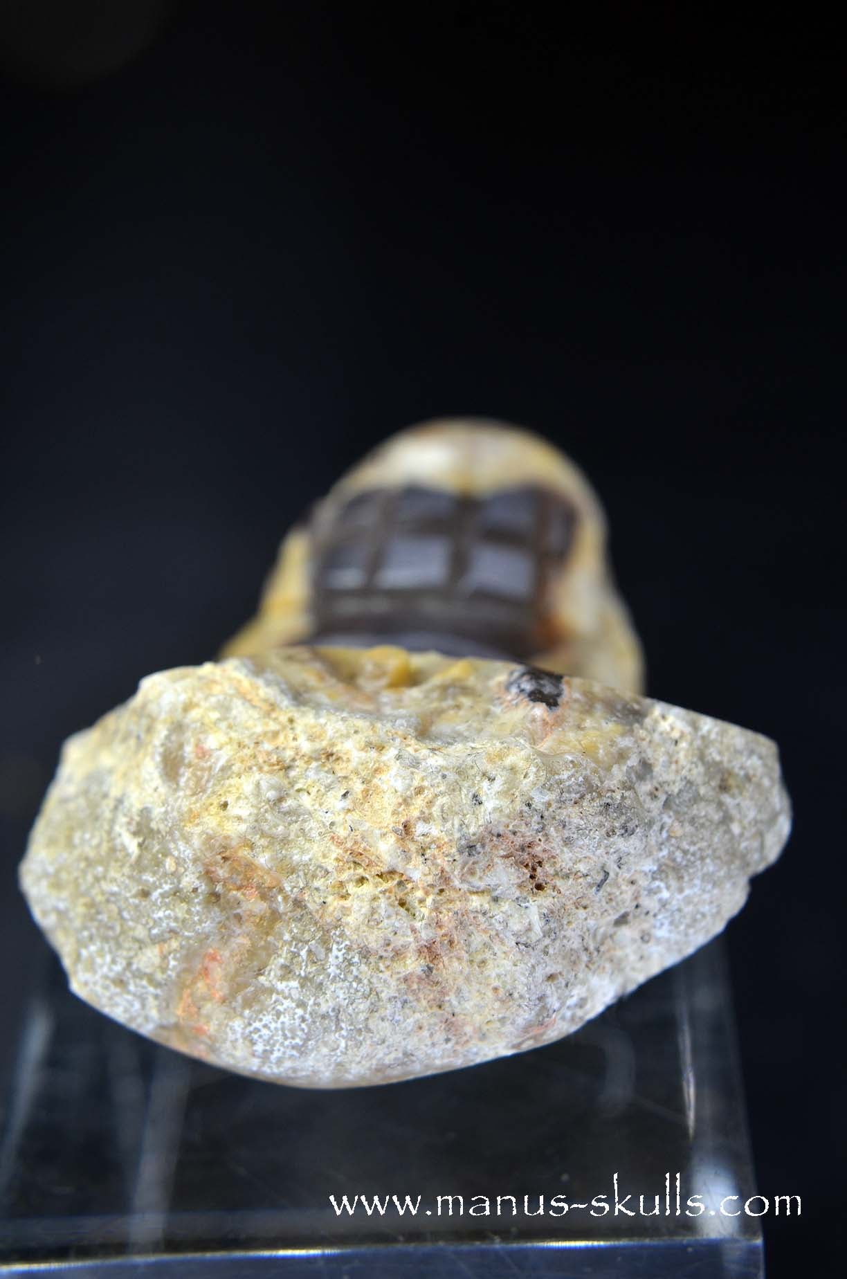 TNT-bed Thunderegg Evolian #09